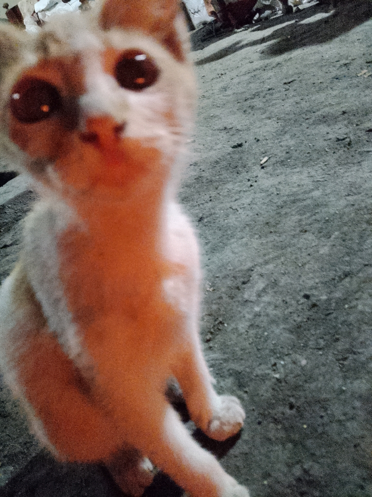 A close-up, blurry, low-light, eye-level shot shows a light orange and white kitten sitting on a rough, gray surface. The kitten's large, dark eyes are prominent in the foreground, with a white reflection visible in each. The kitten's face and front torso are the primary focus, appearing slightly out of focus. The background is also blurry and dark, suggesting an outdoor environment, possibly a street or ground surface in Wadang, Indonesia, with shadows and indistinct figures visible in the distance.