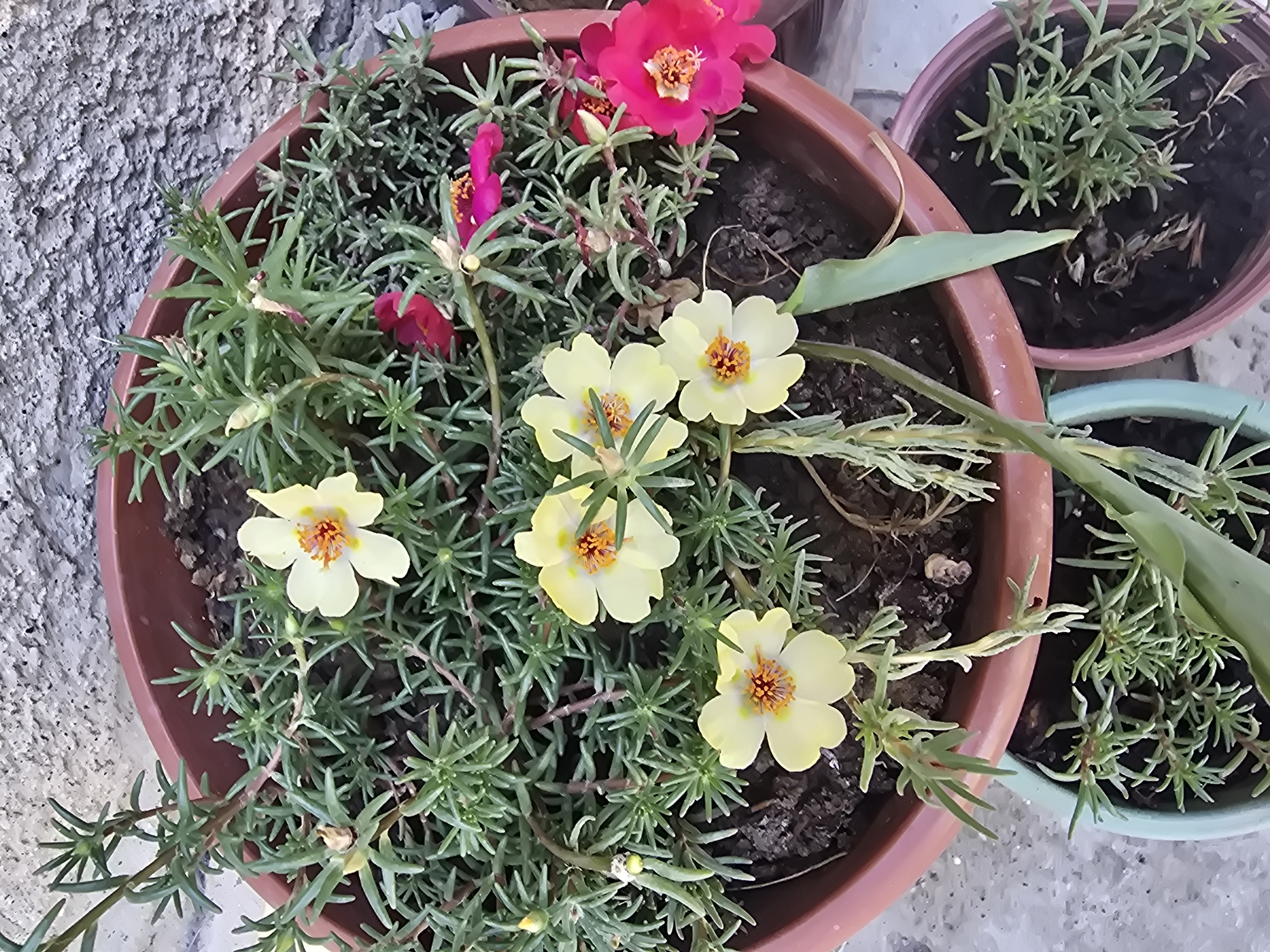 In the city of Yangi Nishan, Uzbekistan, a close-up, overhead shot shows a collection of potted plants. The primary focus is on a large, reddish-brown planter filled with lush green succulent-like foliage and several blooming flowers. These flowers are predominantly a pale yellow with bright orange centers, and a few vibrant magenta blossoms are also visible. The plants are densely packed within the planter, with some stems trailing over the edge. To the lower right, a smaller pinkish-red planter contains similar green foliage, also densely grown. Partially visible in the bottom left is a light teal planter, also containing green plants. The background consists of a textured, light grey wall, likely a building facade, and a hint of a grey, possibly concrete, surface below the planters. The lighting suggests it is daytime.
