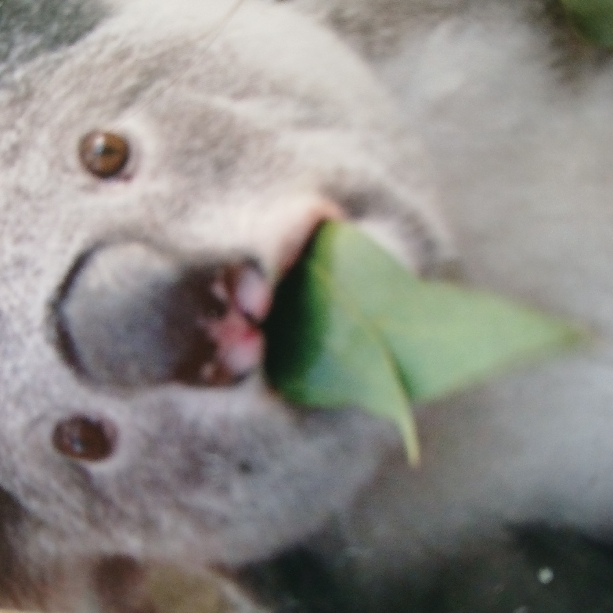 The image is a close-up, slightly blurry photograph of a koala. The koala is gray and white with dark eyes and a dark nose. It is holding a green leaf in its mouth, appearing to eat it. The background is indistinct, showing the koala's fur. There is no visible indication of the koala's location in the city of Samarsky, Russia; in fact, koalas are not native to Russia and would not be found there in the wild.