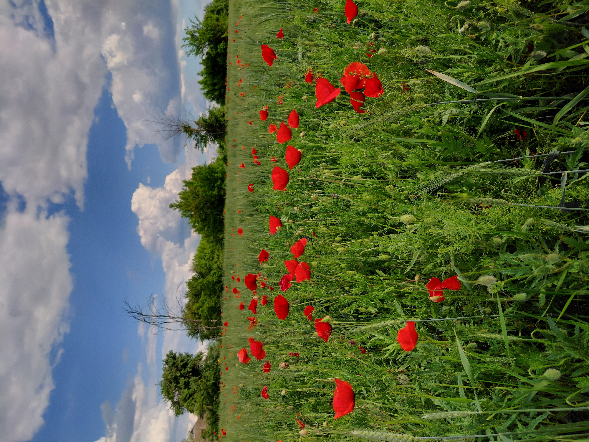 The image displays a vibrant rural landscape in Ustyvytsia, Ukraine, under a bright blue sky filled with scattered white cumulus clouds. The foreground and midground are dominated by an expansive green field, lush with various plants, most notably a multitude of brilliant red poppies (Papaver rhoeas) in full bloom. The vivid red petals of the poppies create a striking visual contrast against the diverse greens of the field, which also contains developing wheat stalks and other wild grasses and weeds. Several unopened poppy buds are also visible among the foliage.
Along the horizon in the background, a line of dense green trees marks the boundary of the field. A solitary bare, leafless tree stands prominently amidst the green, adding a unique silhouette to the scene. The clear, bright lighting indicates it is daytime, likely late morning or early afternoon, suggesting pleasant weather conditions. No people or animals are present, contributing to a sense of peaceful solitude in this natural setting. The image conveys the natural beauty and tranquility of the blooming countryside. There is no visible text.