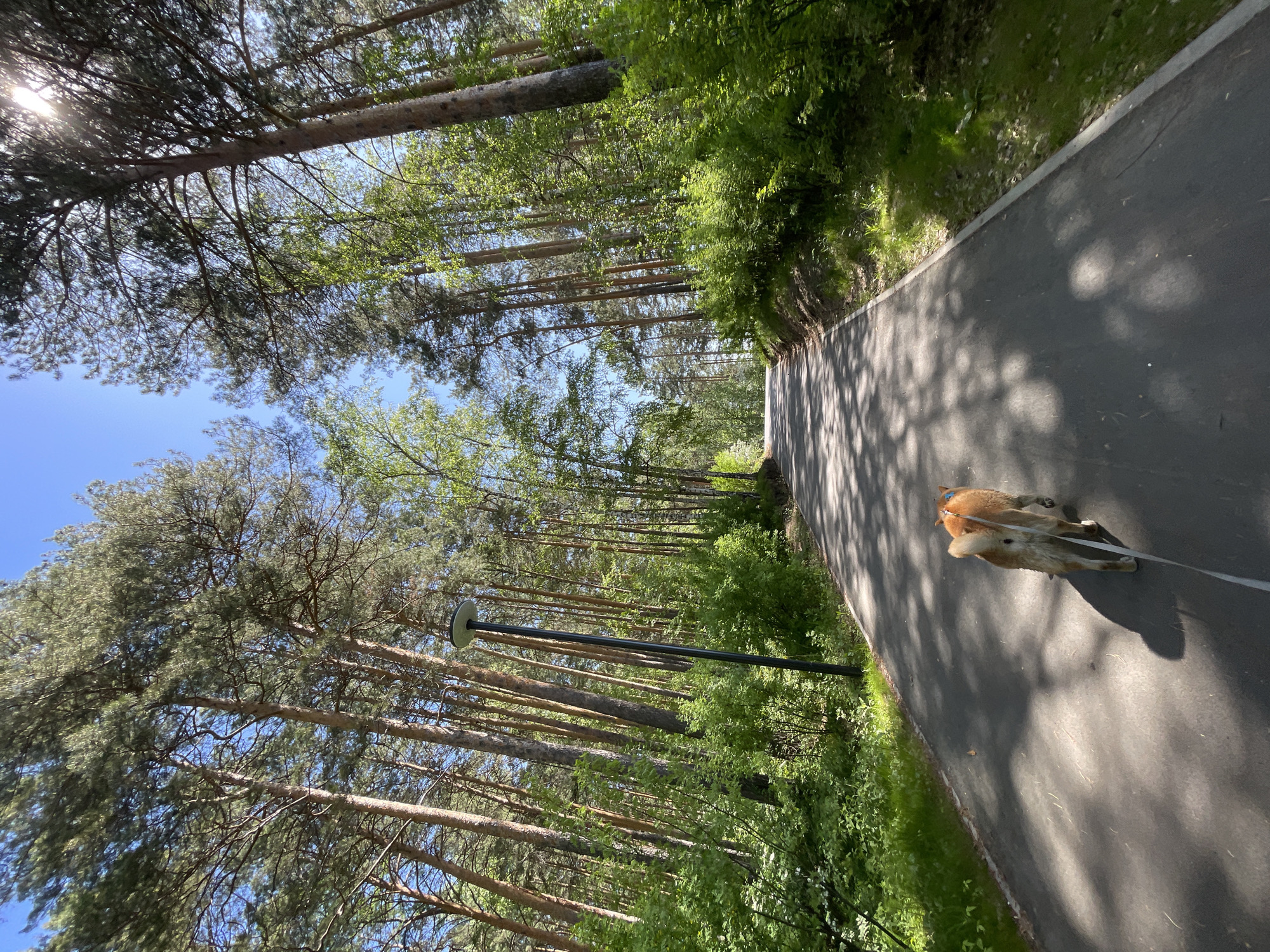 A bright, sunny outdoor scene depicts a paved path winding through a dense forest or park. The image appears to have been taken with a vertical orientation but captures a scene that would typically be viewed horizontally, with the path extending into the distance.
A light brown dog, possibly a Shiba Inu or similar breed with white markings, walks away from the viewer along the paved path, attached to a light-colored leash. Tall pine trees, characterized by their rough bark and dark green needles, line both sides of the path, their trunks visible stretching upwards towards a clear blue sky. Lush green deciduous foliage and undergrowth are abundant beneath and between the taller pines, suggesting a vibrant natural environment.
On the left side of the path, amidst the trees, stands a black streetlamp or bollard with a flat, light-grey, disc-shaped top. Bright sunlight streams through the tree canopy, casting distinct dappled shadows across the paved surface of the path, indicating a clear day, likely morning or late afternoon. The setting suggests a peaceful walk through a well-maintained natural area, possibly a park or forest trail in Zheleznogorsk, Russia. There is no visible text in the image.