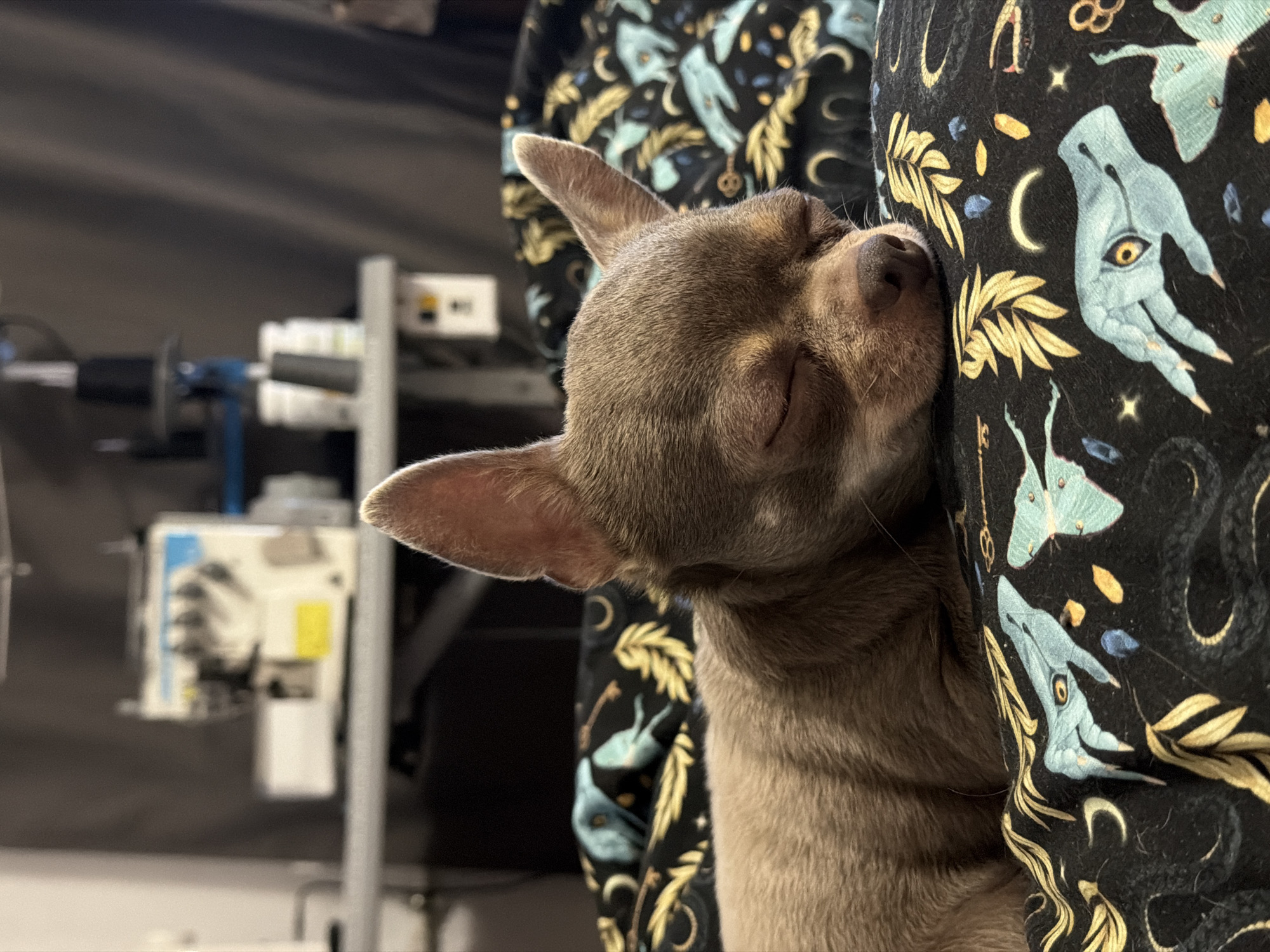 A small, tan chihuahua is sleeping peacefully on a black fabric bedspread with a celestial pattern featuring moons, stars, and stylized mythical creatures. The dog's eyes are closed, and its head is resting on the patterned fabric. In the blurred background, a sewing machine and various items are visible on a table. The environment suggests an indoor setting, potentially a home or workshop.