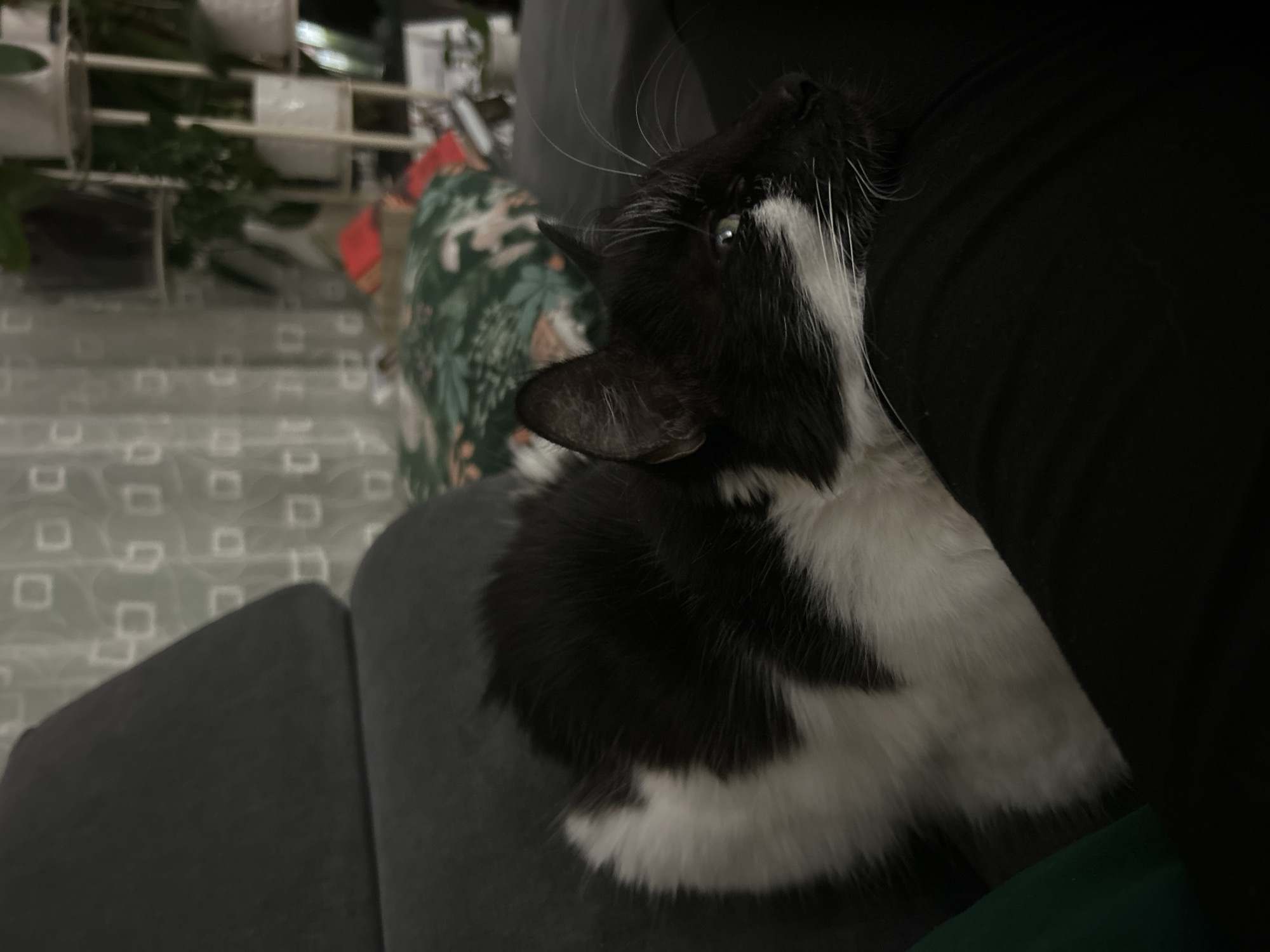 A black and white cat is perched on a gray upholstered surface, possibly a couch or chair. The cat is nestled against a person dressed in black. To the left and behind the cat, there's a glimpse of a pillow or cushion with a green and brown floral pattern. Behind that, a shelving unit with various plants and other objects can be seen. The specific location in Plovdiv, Bulgaria, cannot be determined from the visual information provided.
