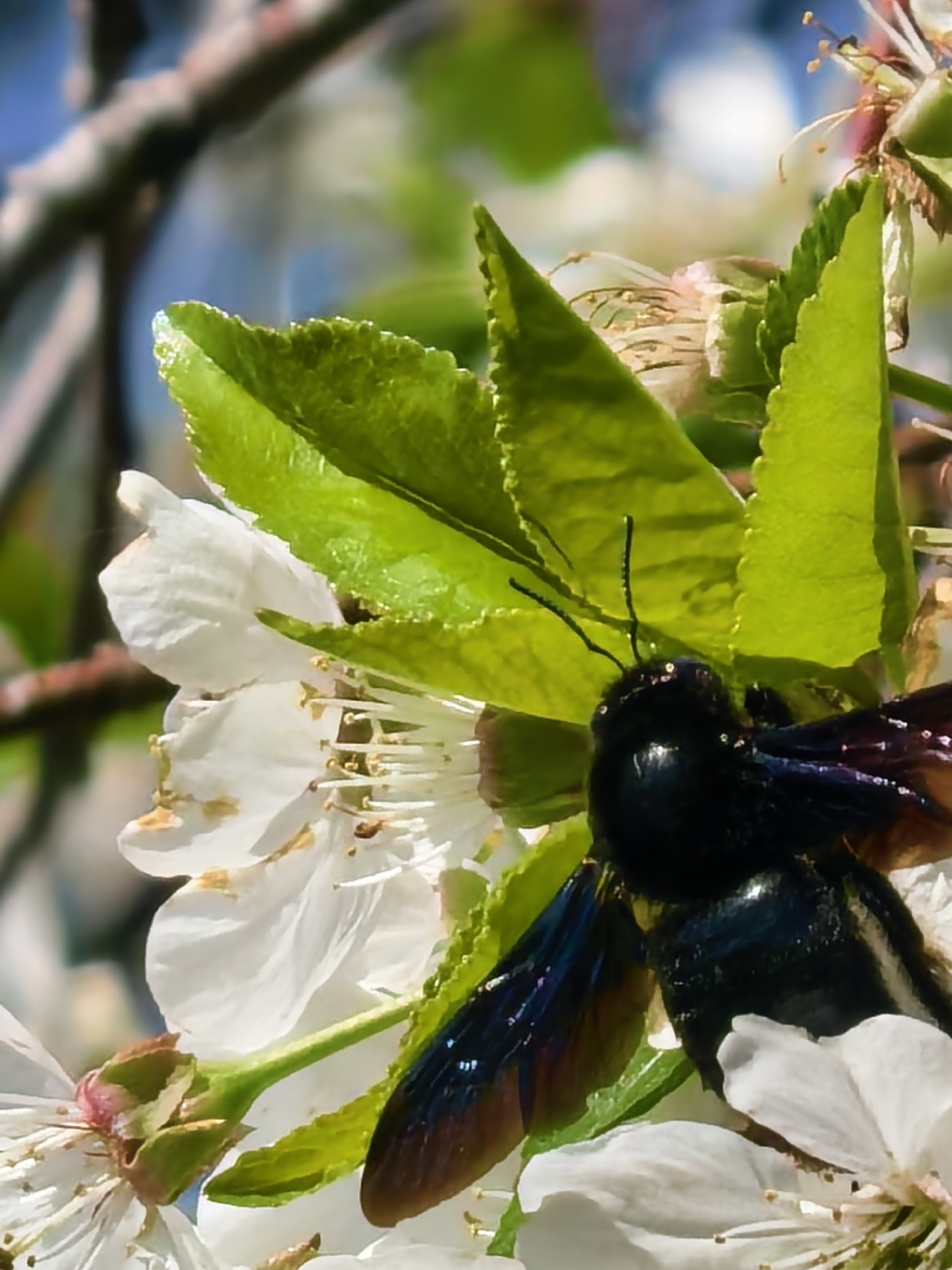 A black carpenter bee rests on a cluster of white blossoms with green leaves. The scene is outdoors, lit by sunlight, with hints of a tree branch and a blue sky visible in the background. Sapareva Banya, Bulgaria is not depicted in the image.