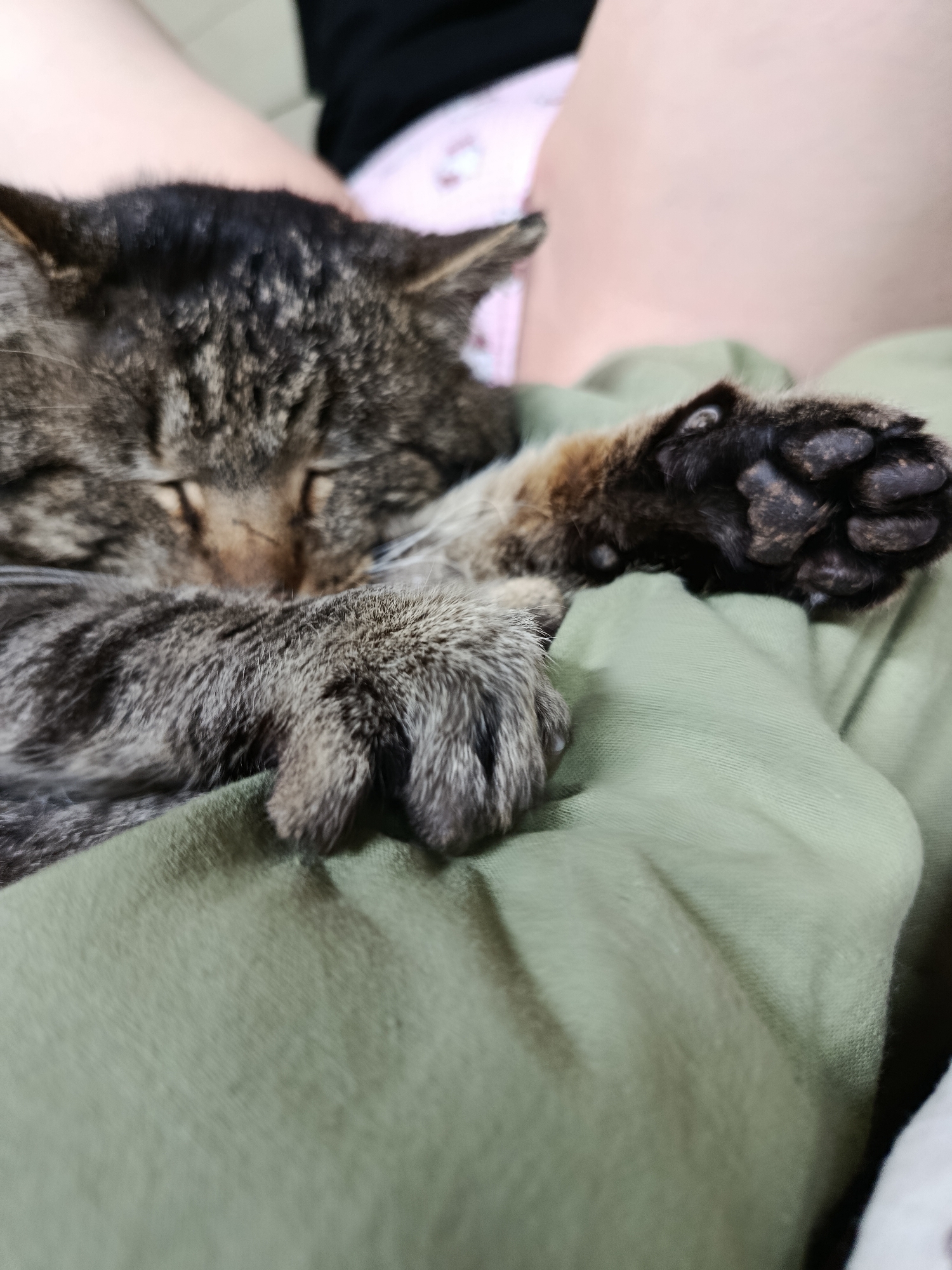 The image presents a close-up view of a domestic tabby cat sleeping soundly on a person's lap. The cat, featuring a coat of brown, black, and grey stripes, has its eyes closed in a relaxed state. Its head is positioned towards the left of the frame, with one front paw extended towards the right, showcasing its dark, textured paw pads, while the other paw rests closer to its head. The cat's fur appears soft and detailed.
The cat is resting on an olive green fabric, which seems to be an article of clothing worn by the person. In the soft-focus background, parts of the person's body are visible; one area shows light-toned skin alongside a light pink fabric, possibly underwear or shorts, and another hints at a darker, possibly black, fabric. The setting appears to be indoors, likely a home, emphasizing a moment of peaceful companionship. The lighting is soft and ambient, suggesting either diffused daylight or indoor artificial light. The overall mood is one of tranquility and comfort. No visible text is present in the image.
