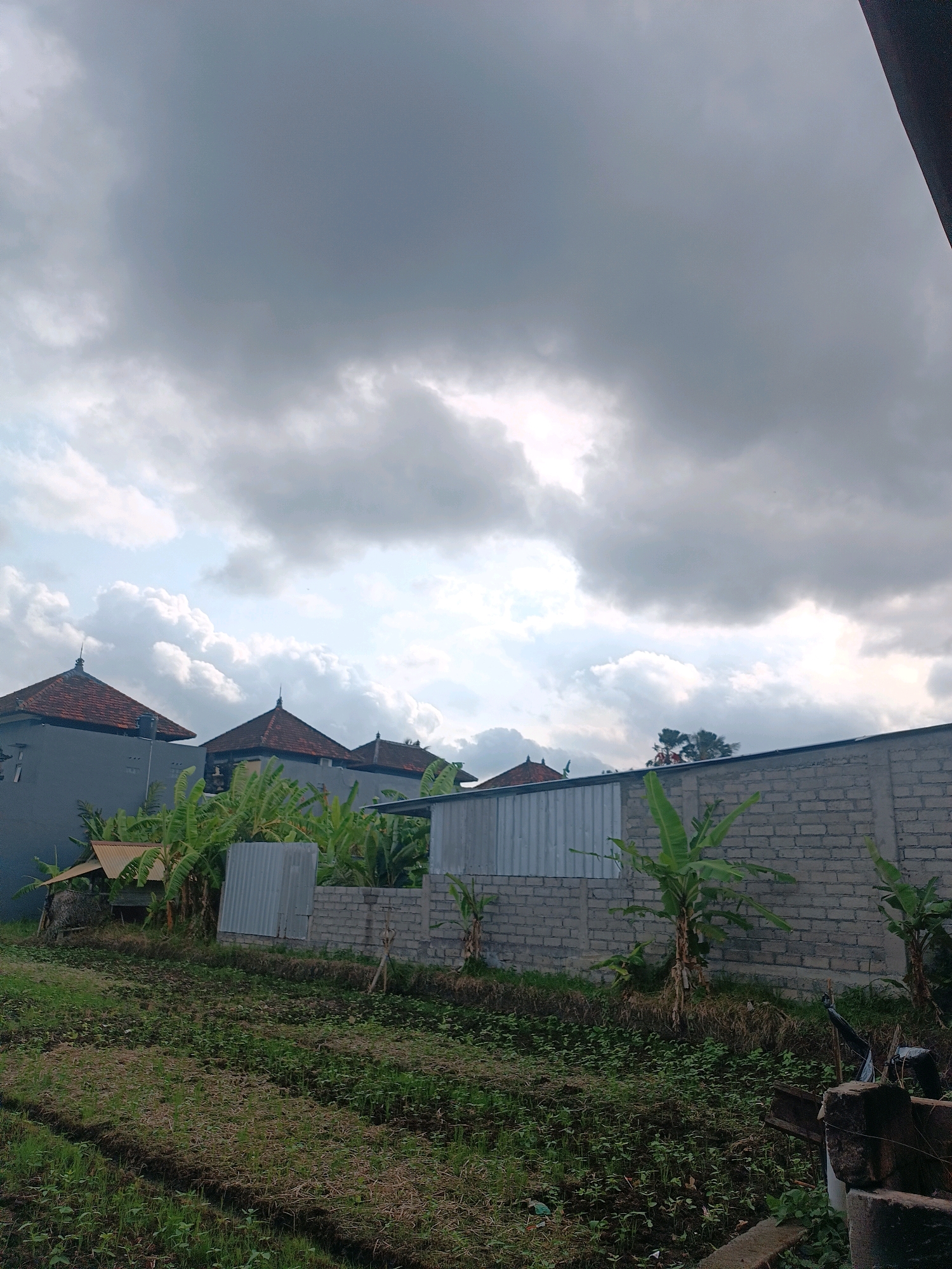 The image depicts an outdoor scene, likely in the city of Tabanan, Indonesia. The foreground features a cultivated field with rows of small green plants, suggesting an agricultural or garden area. A dark pathway or furrow runs through the field. Beyond the field, a low wall constructed of grey bricks and concrete posts divides the property. Several banana trees are visible behind this wall, with their characteristic broad leaves.
To the left of the banana trees, there are two structures. One is a small, weathered hut with a corrugated metal roof, supported by wooden poles and straw walls. Adjacent to it is a taller, modern structure with a grey corrugated metal facade. Further to the left, a portion of a grey building with a reddish-tiled, pointed roof is visible, indicative of Balinese architectural style.
The background is dominated by a dramatic sky filled with heavy, grey clouds, interspersed with patches of lighter sky and some white, puffy cumulus clouds. The lighting suggests it may be overcast or nearing dusk. The overall impression is a somewhat rural or semi-urban setting with a mix of agricultural land and residential or storage structures under a moody sky. No people are present in the frame.
