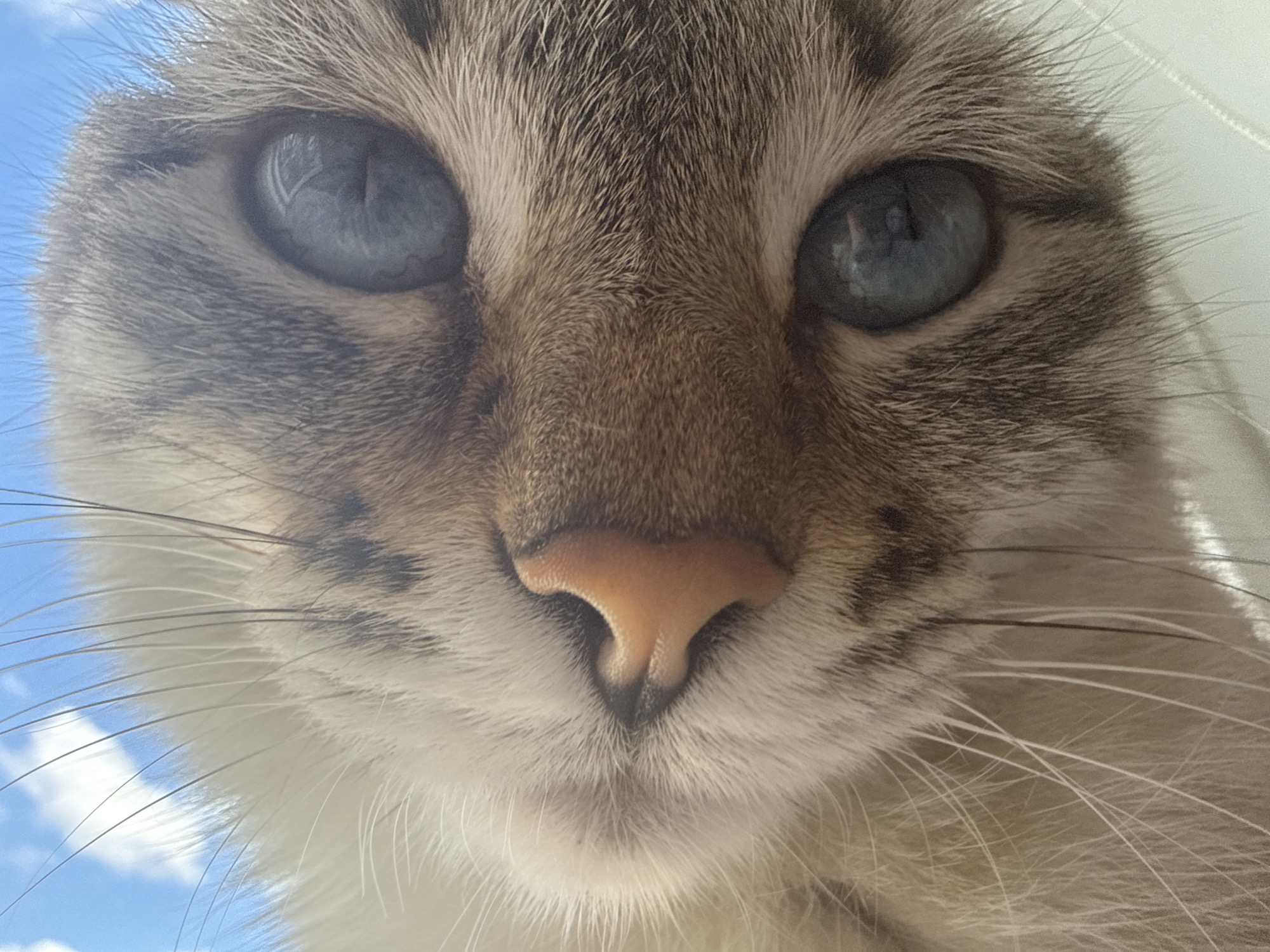 This is a close-up, low-angle shot of a cat's face. The cat has blue eyes and a pink nose with black accents. Its fur is a mix of brown, gray, and white. The background is a bright blue sky with some white clouds, suggesting the cat is outdoors. There are no people or objects other than the cat visible in the image. There is no information in the image to determine its location in Ufa, Russia.