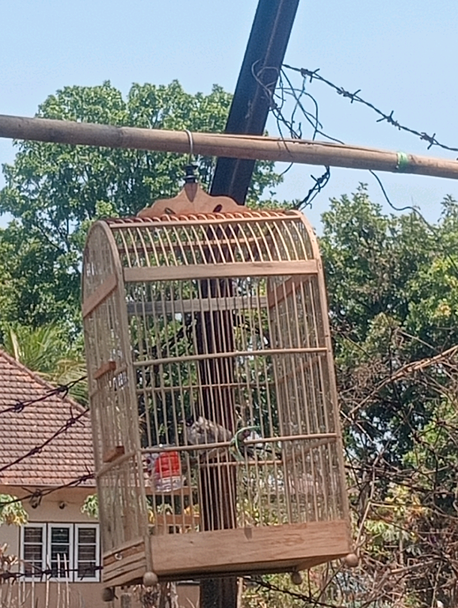 A birdcage hangs from a metal pole, which is itself suspended by wires and barbed wire. The birdcage is made of light-colored wood and has a rounded top. Inside the cage, a small bird can be seen perched on a wooden rod. Behind the birdcage, lush green trees form a dense canopy, with a clear blue sky visible above. To the left of the birdcage, a portion of a house with a tiled roof and windows can be seen. The overall scene suggests an outdoor setting, possibly a yard or garden in the village of Sempalwadak, Indonesia.