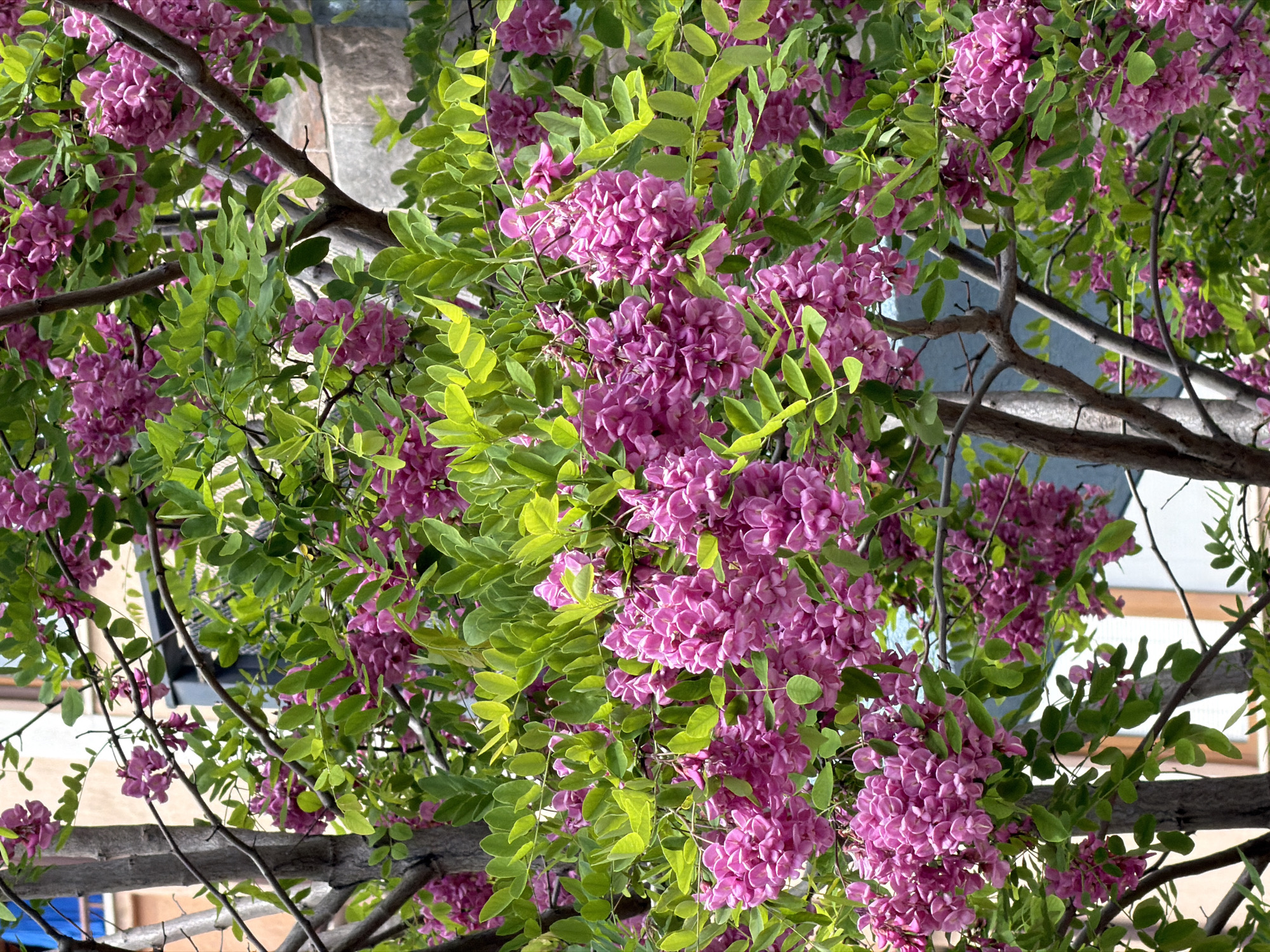 The image features a tree with pink flowers and green leaves. The tree is likely located in an urban environment, possibly Sofia, Bulgaria, given the presence of buildings in the background. The leaves are compound and pinnate, suggesting that the tree is a type of acacia or locust tree. The pink flowers are clustered in large, pendulous racemes. The image is taken from a low angle, looking up into the branches of the tree.
