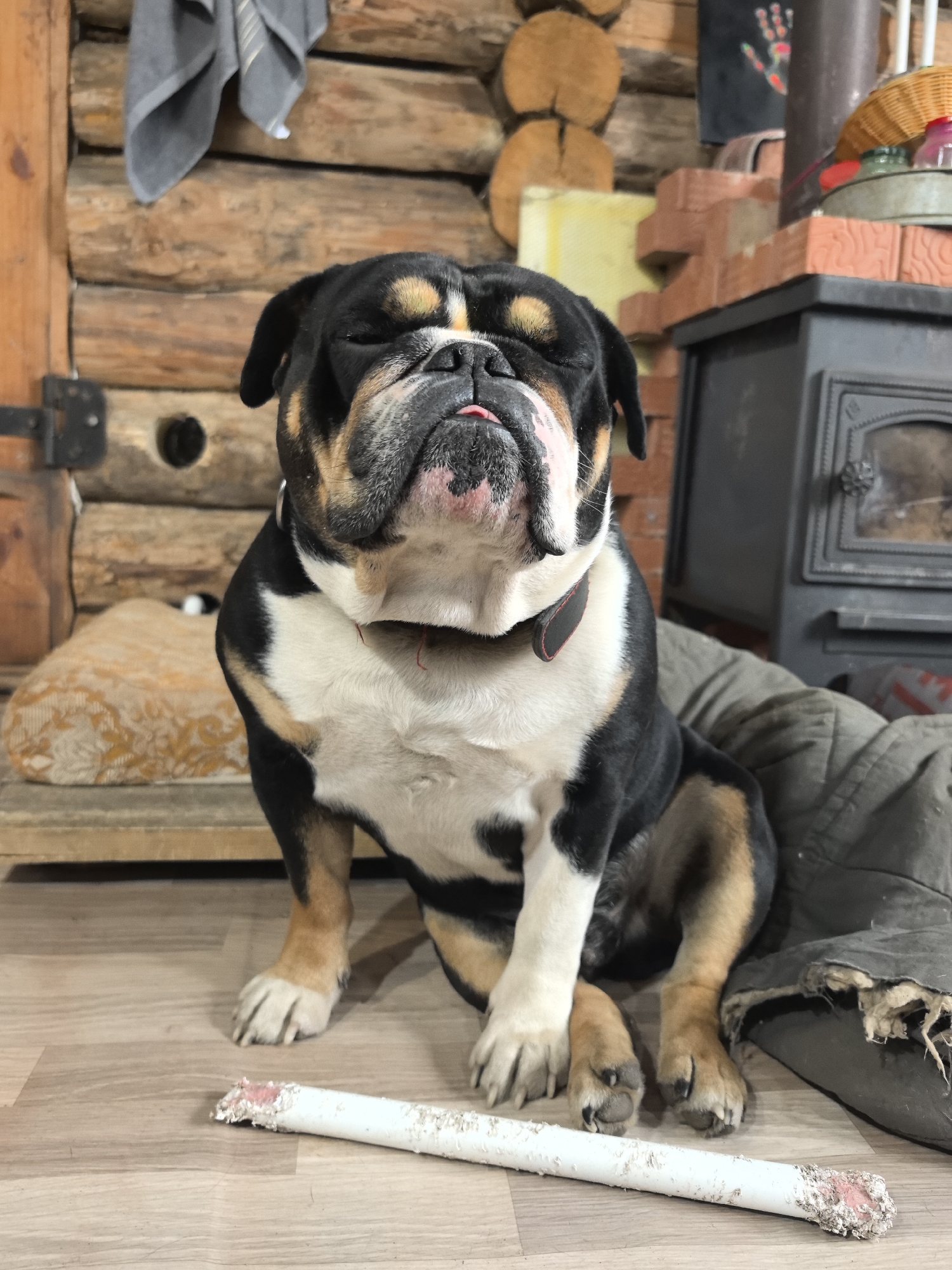 A bulldog sits on a wooden floor in what appears to be a rustic interior. The dog is black, white, and tan, and is sitting with its eyes closed and tongue slightly protruding. A chewed white object lies in front of the dog. Behind the dog are logs forming a wall, a wood-burning stove, and various items on shelves and ledges. The location of Noviy, Russia is not discernible from the image.