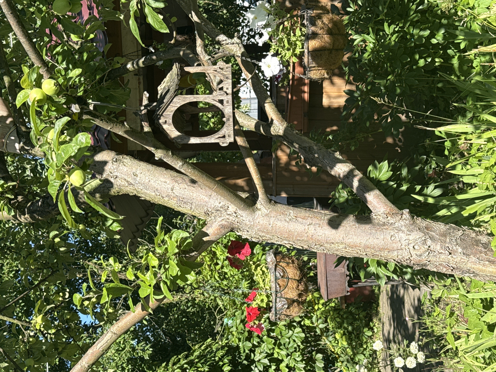 The image depicts a close-up view of a tree in a garden, likely in Saint Petersburg, Russia, given its lush greenery and the presence of what appears to be a birdhouse and hanging baskets. The foreground is dominated by the textured bark of the tree trunk, with branches extending upwards and to the sides. Sunlight filters through the leaves, creating dappled shadows on the trunk and the surrounding foliage.
Attached to one of the branches is a small, wooden birdhouse with an arched opening. Below it, a hanging basket filled with red flowers, possibly petunias, is suspended by a chain. Further to the right, another hanging basket contains white flowers. In the background, glimpses of a wooden structure and more greenery can be seen, along with what looks like a stone pathway. The overall impression is one of a tranquil, sunlit garden setting. There are no people visible in the image.