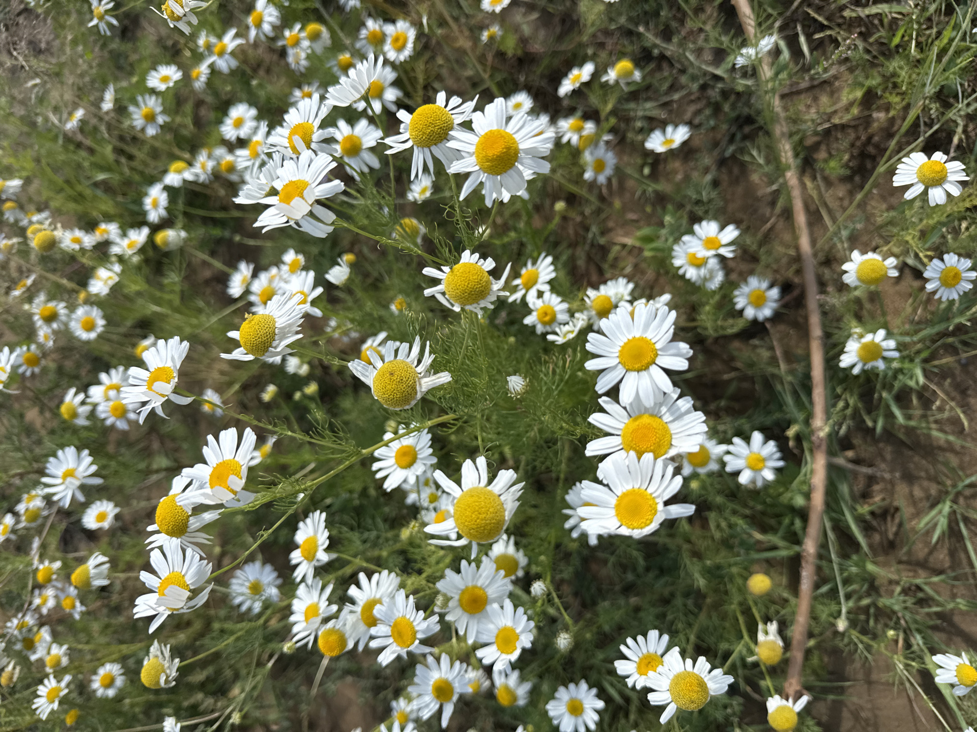 A medium shot captures a field of white daisies with yellow centers, growing amidst green foliage and brown soil. The flowers, in varying stages of bloom, are densely packed, with some in sharp focus and others softly blurred. The foreground features a thin, dry twig lying horizontally across the image. The scene appears to be an outdoor natural setting.