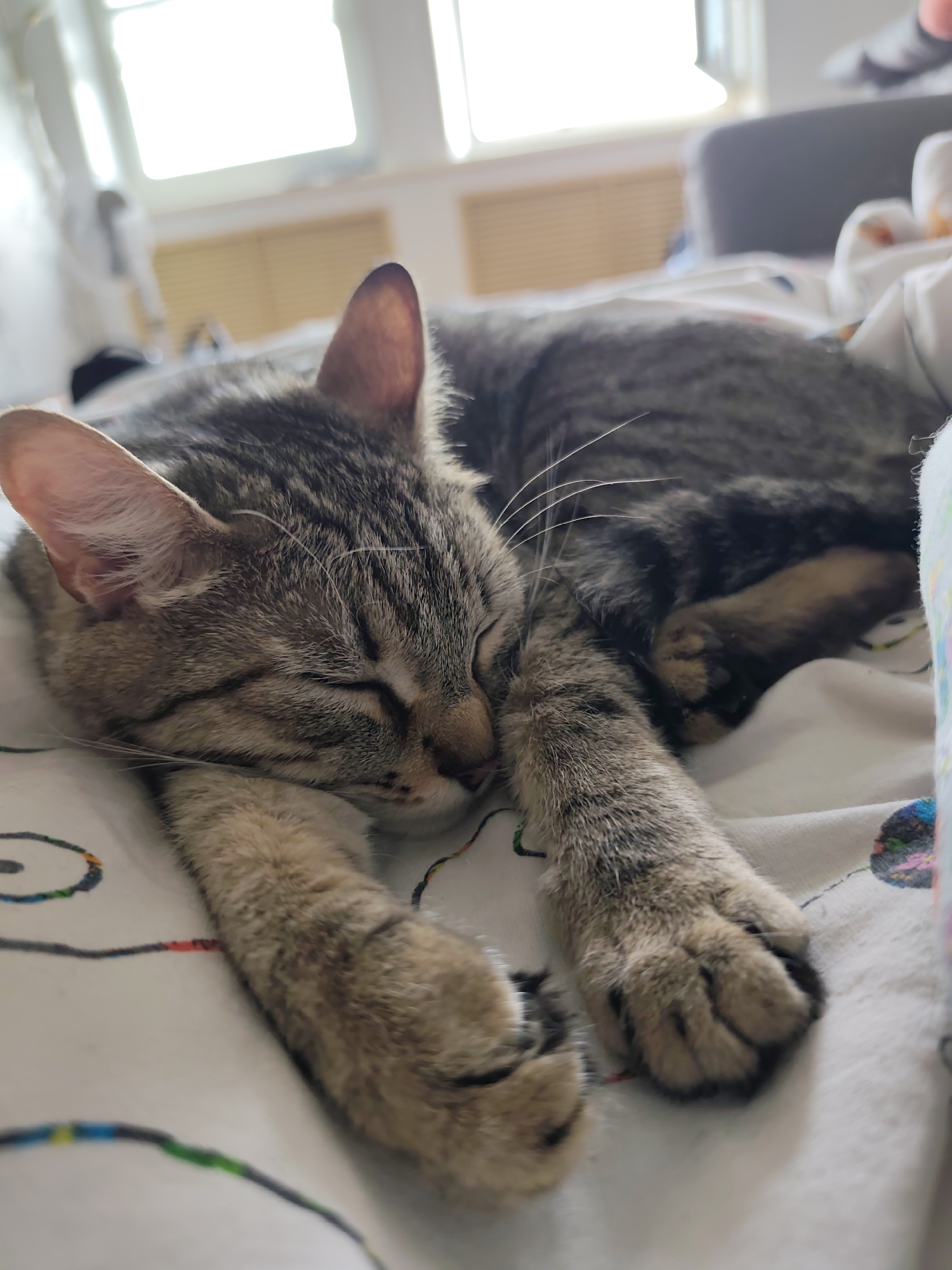 A tabby cat is sleeping on a bed. The cat is lying on its side with its paws outstretched. The bed has a white sheet with a colorful pattern. The room is bright and airy, with a window in the background. The location is in Gremyachinsk, Russia.