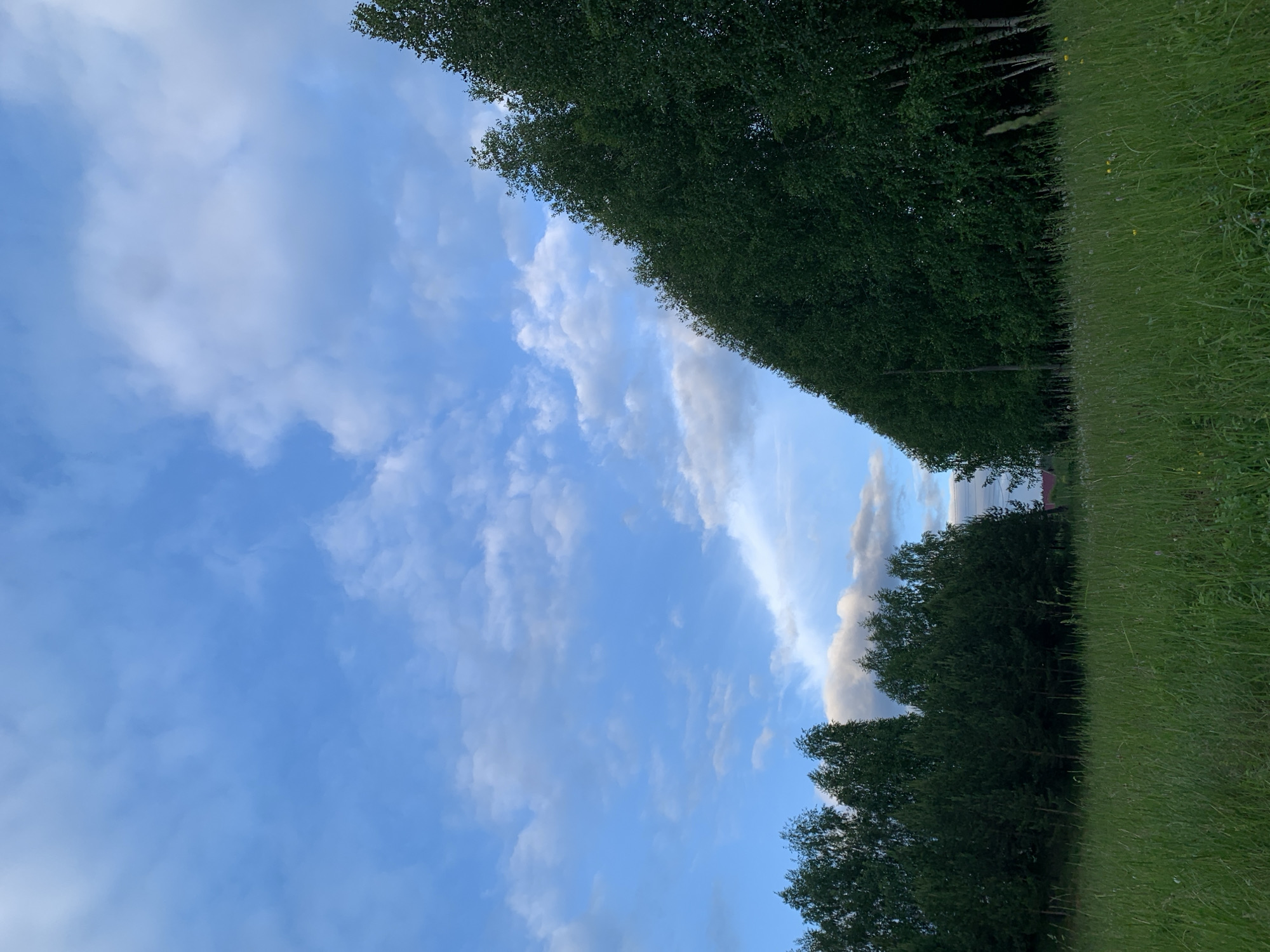 A wide-angle landscape photograph captured in Фоки, Russia, depicts a natural, semi-rural environment. The upper portion of the scene is dominated by a clear, bright blue sky containing scattered white and light grey clouds of varying forms, from fluffy cumulus to more diffused stratiform types, with some darker cloud formations visible towards the bottom right. The lower half features a dense, unkempt field of tall, verdant green grass interspersed with various wildflowers and seed heads. The middle ground is defined by two distinct formations of trees. To the left, a cluster of mature deciduous and coniferous trees with dark green foliage forms an irregular line. To the right, a prominent, uniformly dense line of tall deciduous trees, likely birches given their slender appearance and leaf structure, ascends diagonally from the mid-ground towards the upper right corner of the frame. In the distant background, subtly visible between the tree lines, are hints of a red-roofed building and a vertical utility pole, indicating nearby human infrastructure. No people, animals, or specific actions are present or discernible within the image.