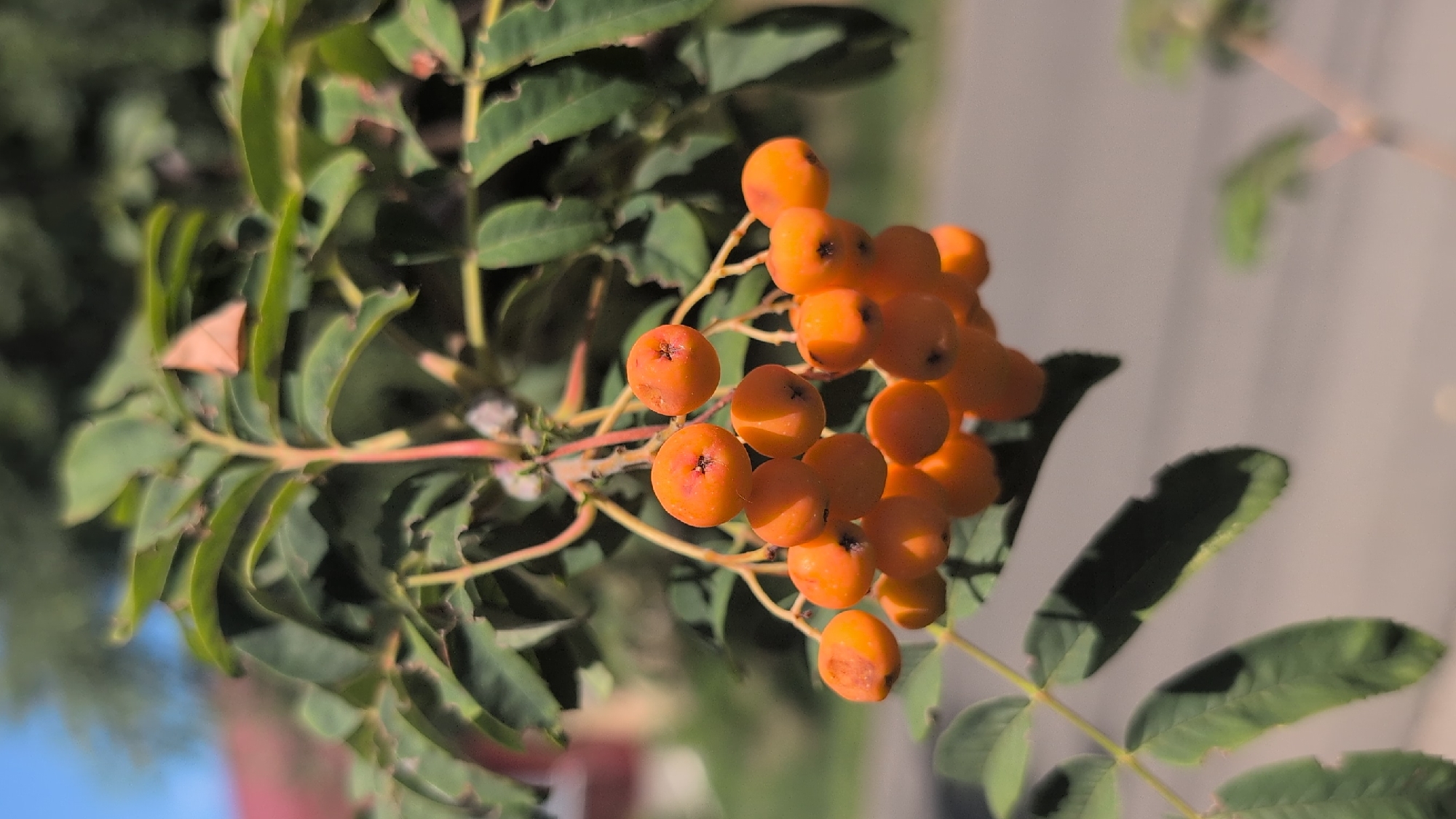 A cluster of bright orange rowan berries hangs from a branch, surrounded by green leaves, in Izmail, Ukraine. The berries are small and round, with tiny black markings on their surfaces. Some of the leaves appear slightly tattered or damaged. The background is softly blurred, showing hints of a building with a red roof and green foliage, suggesting an outdoor setting. The lighting is bright, casting shadows and highlighting the vibrant color of the berries. The overall impression is of a close-up shot of nature's bounty in an urban environment.