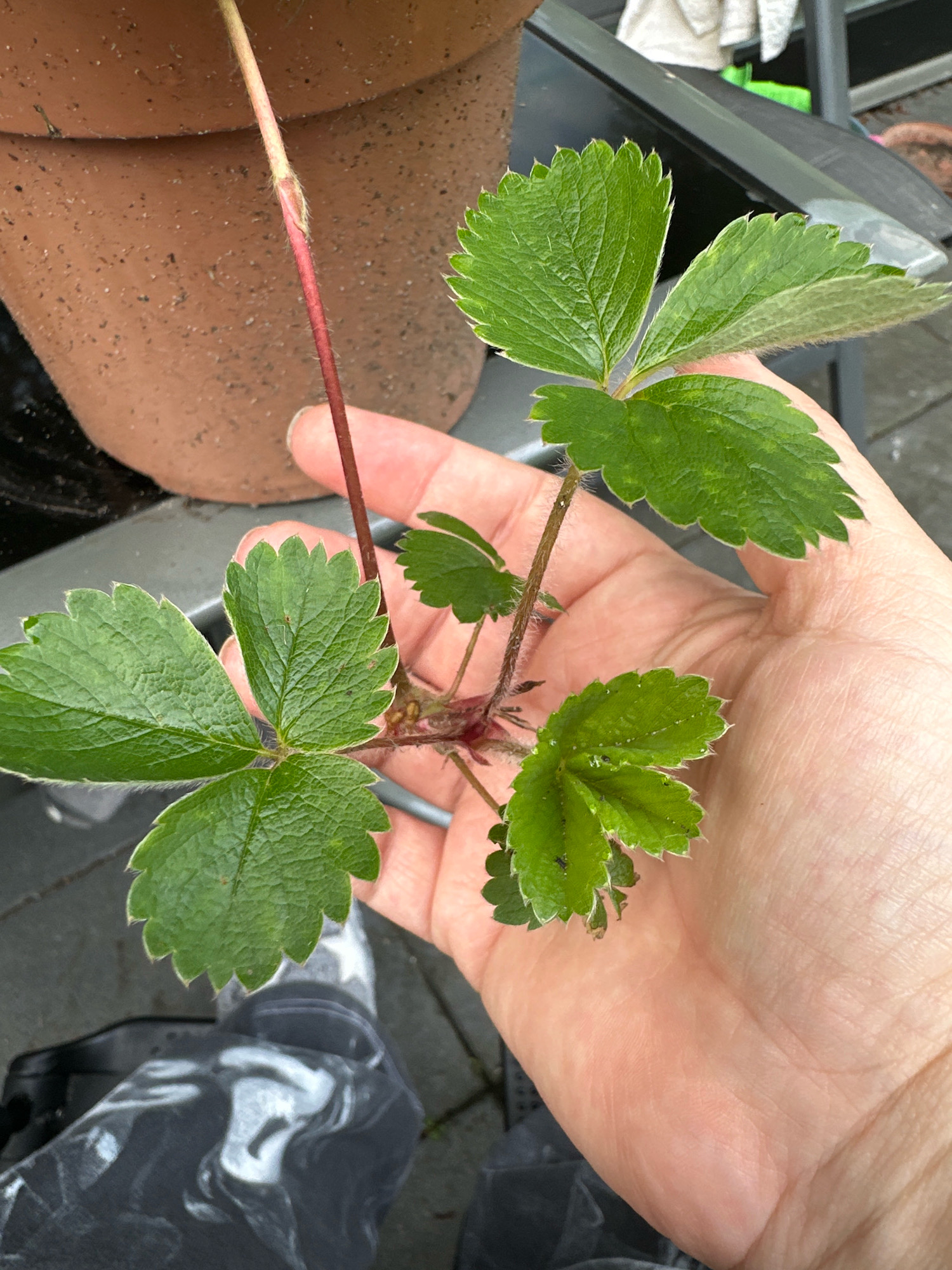 A person's hand holds a small strawberry plant with several green leaves and a reddish stem. The plant is likely outdoors, as indicated by the presence of a terra cotta pot and paving stones in the background. The person is wearing black and white patterned pants. The scene appears to be a garden or patio area, possibly in Krefeld, Germany, given the context.