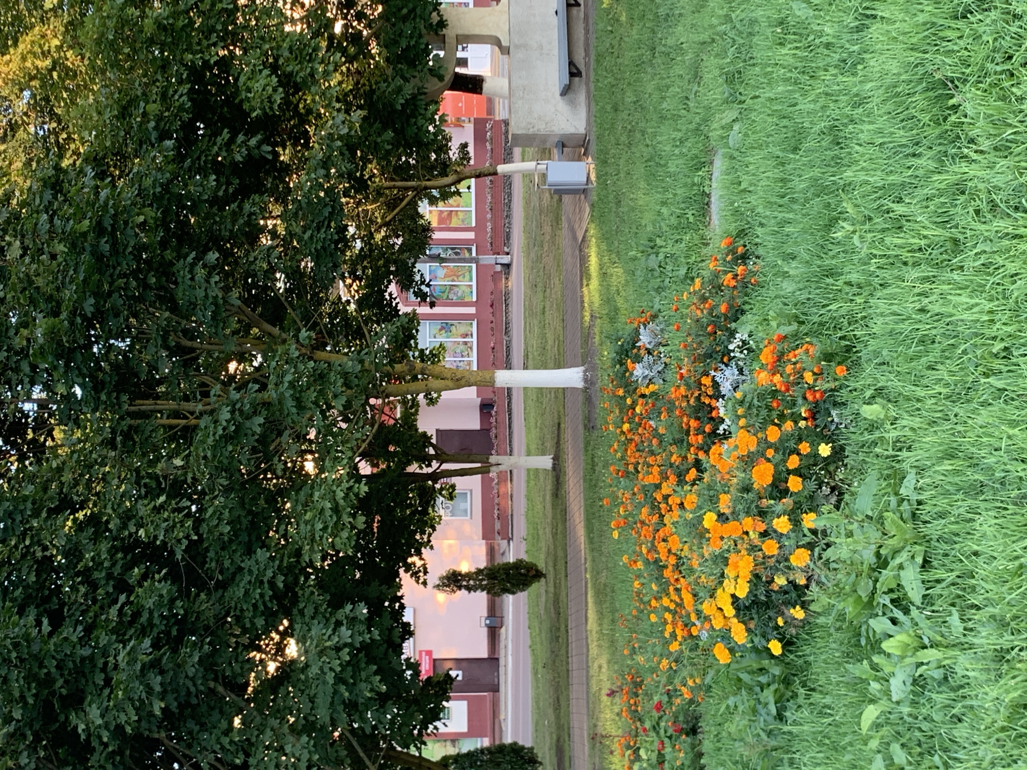 The image depicts a street scene in Kapyĺ, Belarus, with a focus on a flowerbed and surrounding urban elements. In the foreground, a vibrant flowerbed is densely packed with marigolds in shades of orange and yellow, interspersed with some white and red flowers. Lush green grass surrounds the flowerbed and extends into the midground.
Behind the flowerbed, a paved walkway runs horizontally across the frame. Beyond the walkway, several trees with full green canopies stand tall, their lower trunks painted white. The sunlight filters through the leaves, creating dappled light on the ground.
In the background, a low-rise building with a reddish-pink facade is visible. The building features several windows with colorful murals or posters, and prominent brown doors. A grey trash bin is positioned near one of the trees. To the right of the building, a concrete structure, possibly a decorative element or part of a bench, is present, with a dark grey bench attached to it. The scene suggests a well-maintained public space in a Belarusian city.