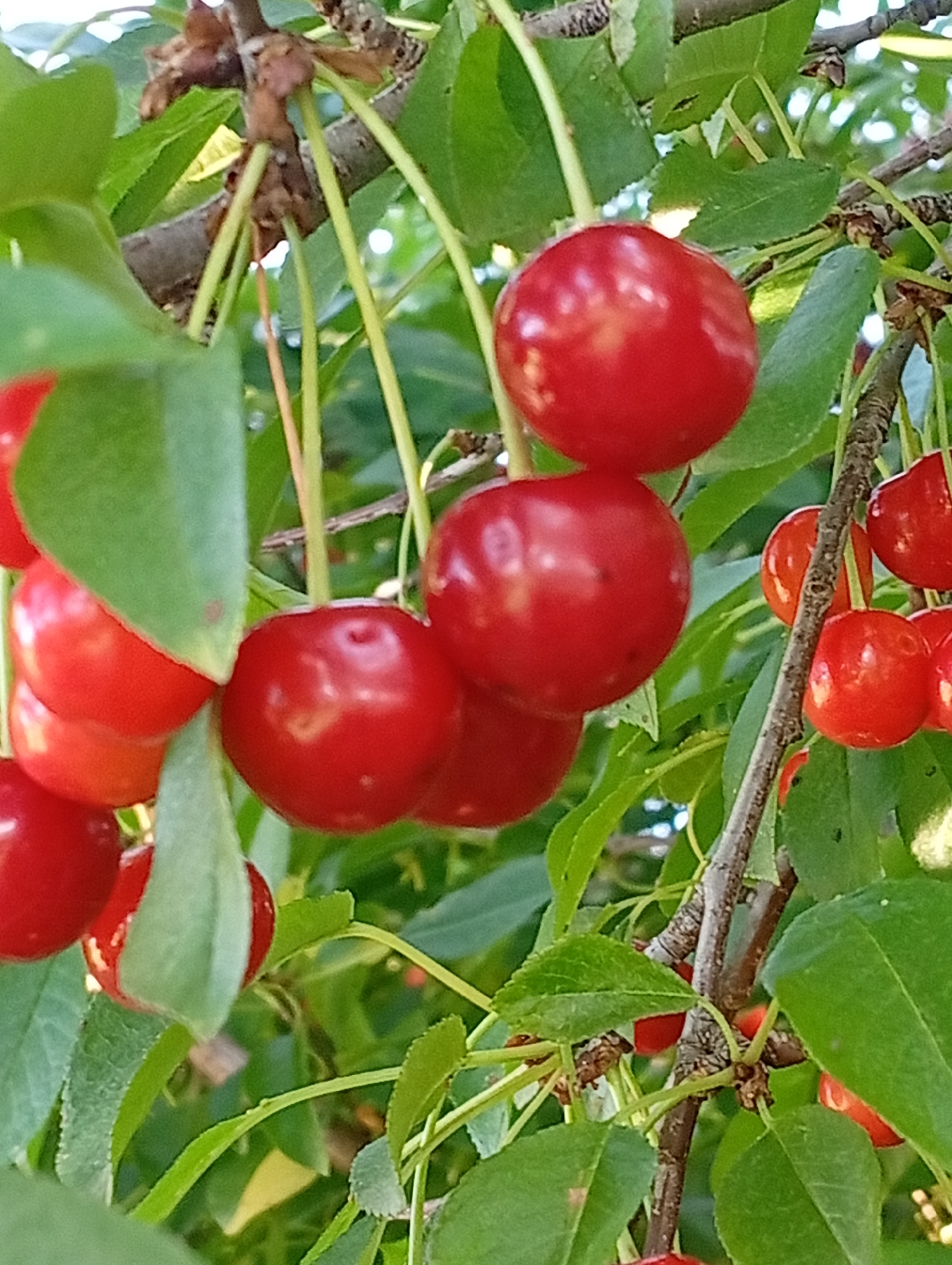 A close-up, eye-level shot captures a cluster of ripe cherries hanging from a tree in Buțeni, Moldova. The cherries are a vibrant red, with some displaying a subtle sheen from the sunlight. They are attached to thin, light green stems, which branch out from a darker, textured tree trunk. Lush, green leaves surround the fruit, some of which are out of focus, creating a sense of depth. The background consists of more greenery and hints of dappled sunlight, suggesting an outdoor, possibly garden or orchard, setting. There are no people visible in the image, and the focus is entirely on the fruit and foliage.
