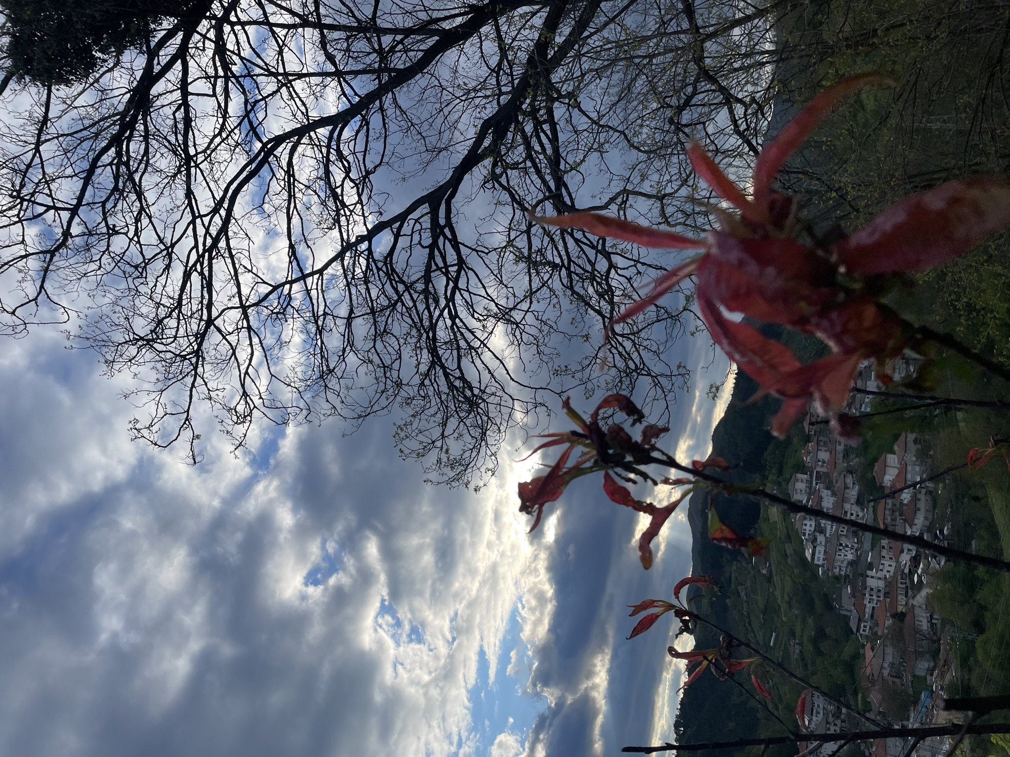 The image depicts a view in Zlatograd, Bulgaria, taken from a low angle looking up. The foreground features branches with red leaves. Above these, a network of bare tree branches is silhouetted against a cloudy sky, where the clouds are interspersed with patches of blue. In the middle ground, the landscape slopes down to reveal a dense collection of buildings with white walls and red-tiled roofs, typical of the architecture in Zlatograd. The town appears nestled in a valley between green hills. Sunlight pierces through the clouds, illuminating parts of the town and landscape. The image seems to have been taken during spring, suggested by the new leaves and blossoming nature.