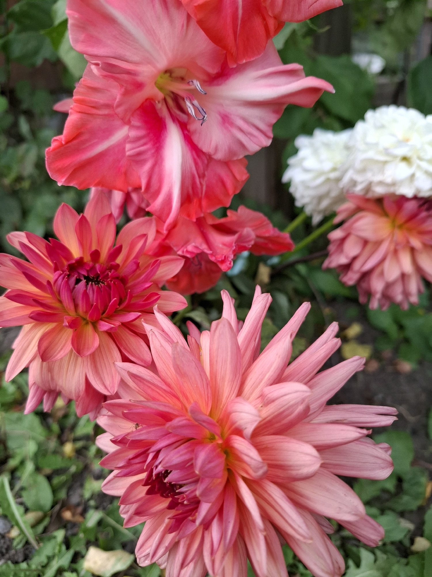 The image displays a close-up view of several vibrant pink and red flowers in bloom, likely a gladiolus and dahlias, set against a soft green, leafy background. The flowers exhibit intricate petal structures and a variety of pink and red hues, with some white flowers visible in the background, out of focus. The lighting suggests an outdoor setting, possibly a garden or park. There is no indication of human presence or specific landmarks related to Tyumen, Russia.