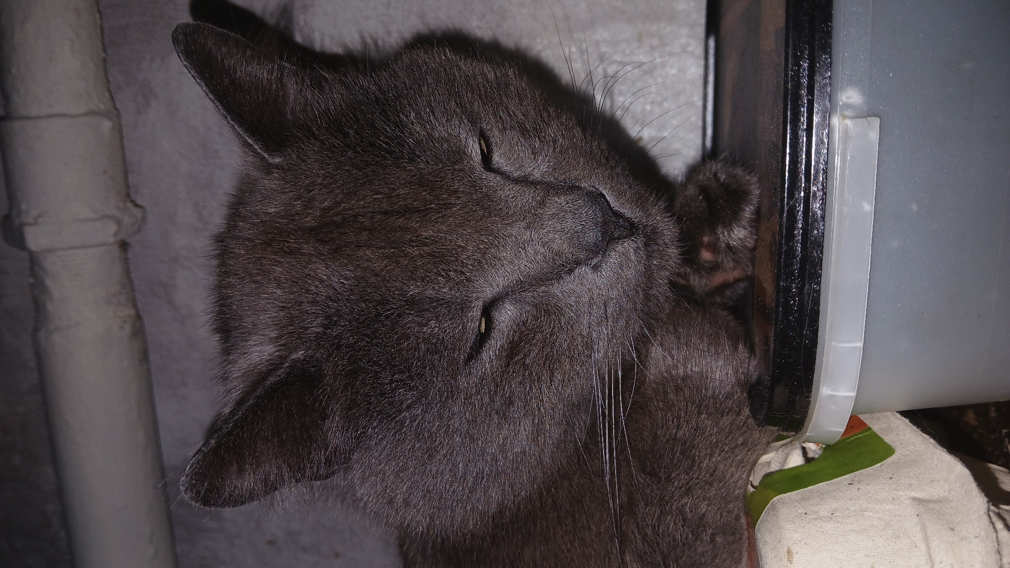 A medium-gray domestic shorthair cat lies on its side. The cat's eyes are partially open and there is a small light-colored object just above the cat's head. Behind the cat is a metal pipe. To the right, near the cat's head and paw, is a container, a black object, and a white object with a green stripe. The location is in the city of Dnipro, Ukraine.