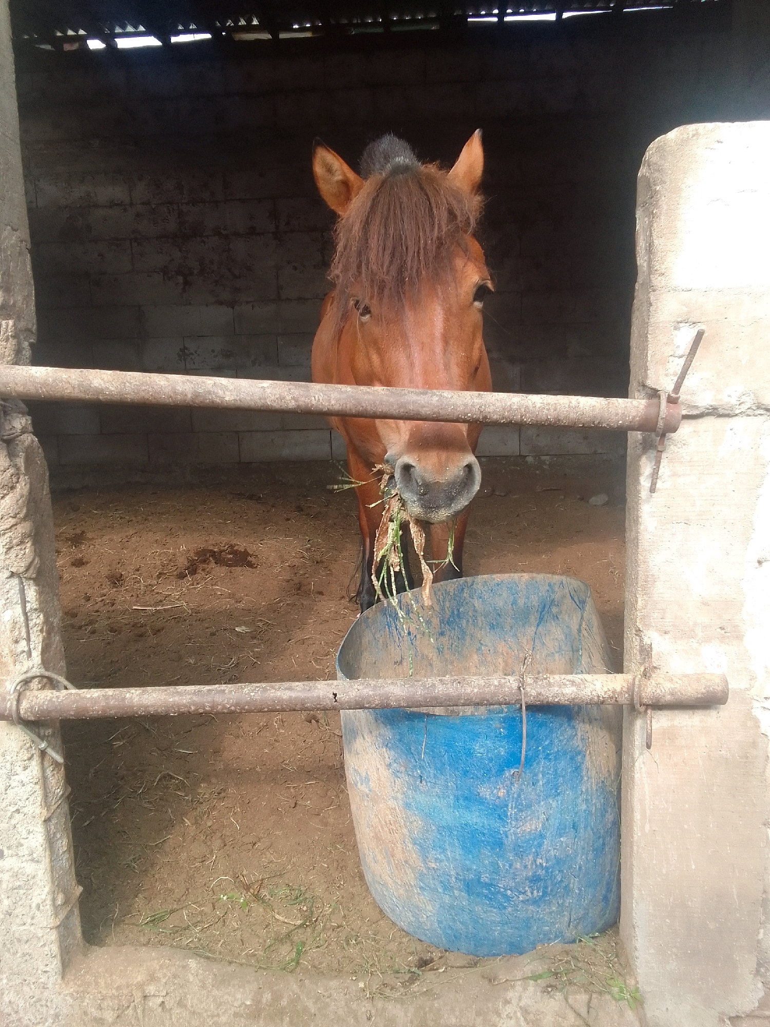 In a stable located in Karangcegak, Indonesia, a brown horse is seen with its head lowered, eating grass from a blue plastic tub. The horse's mane is visible, as are its ears and part of its back. The stable has a dirt floor, and the walls appear to be made of cinder blocks. Two metal bars run horizontally in front of the horse. One is a thicker pipe, and the other is a thinner wire or cable. The environment is enclosed, with a partial roof visible above. The lighting suggests it is daytime, but the interior of the stable is somewhat dim.