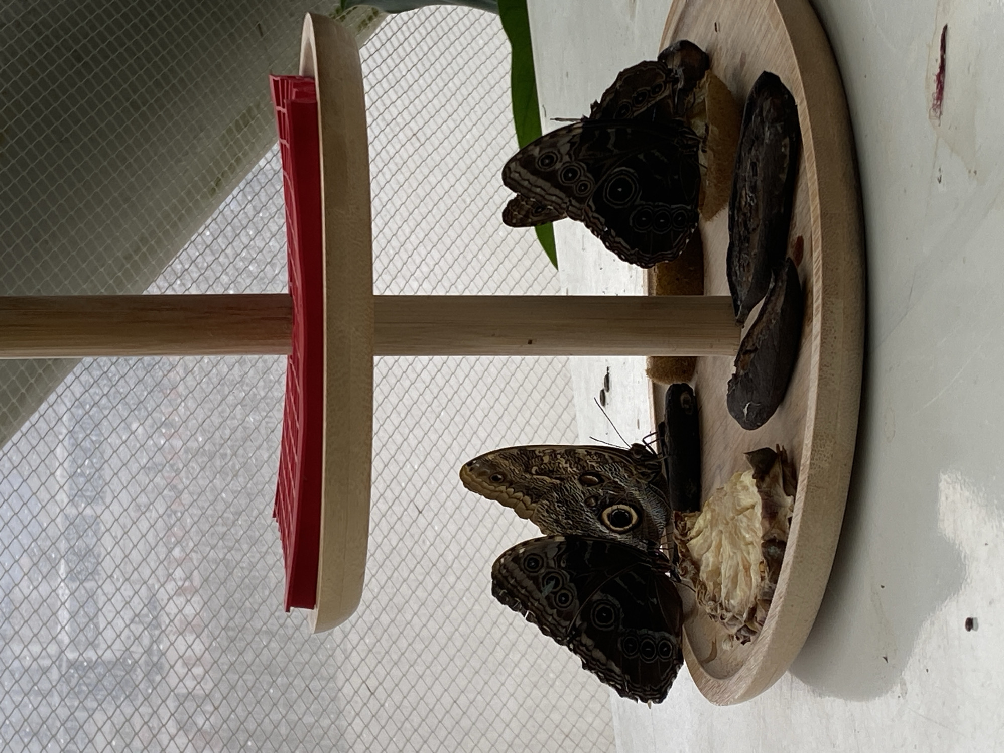 The image shows a butterfly feeding station within a butterfly garden, likely indoors. The feeding station is a three-tiered wooden structure. On the top tier, there are at least two Owl butterflies, with their characteristic large eyespots visible on their wings. Some cut fruit, including what appears to be bananas, is provided as food. The lower tier also has at least two butterflies. The feeding station sits in front of a white mesh screen. The location, Konya, Turkey, is based on the provided context but is not visually verifiable from the image alone. There are no people visible.