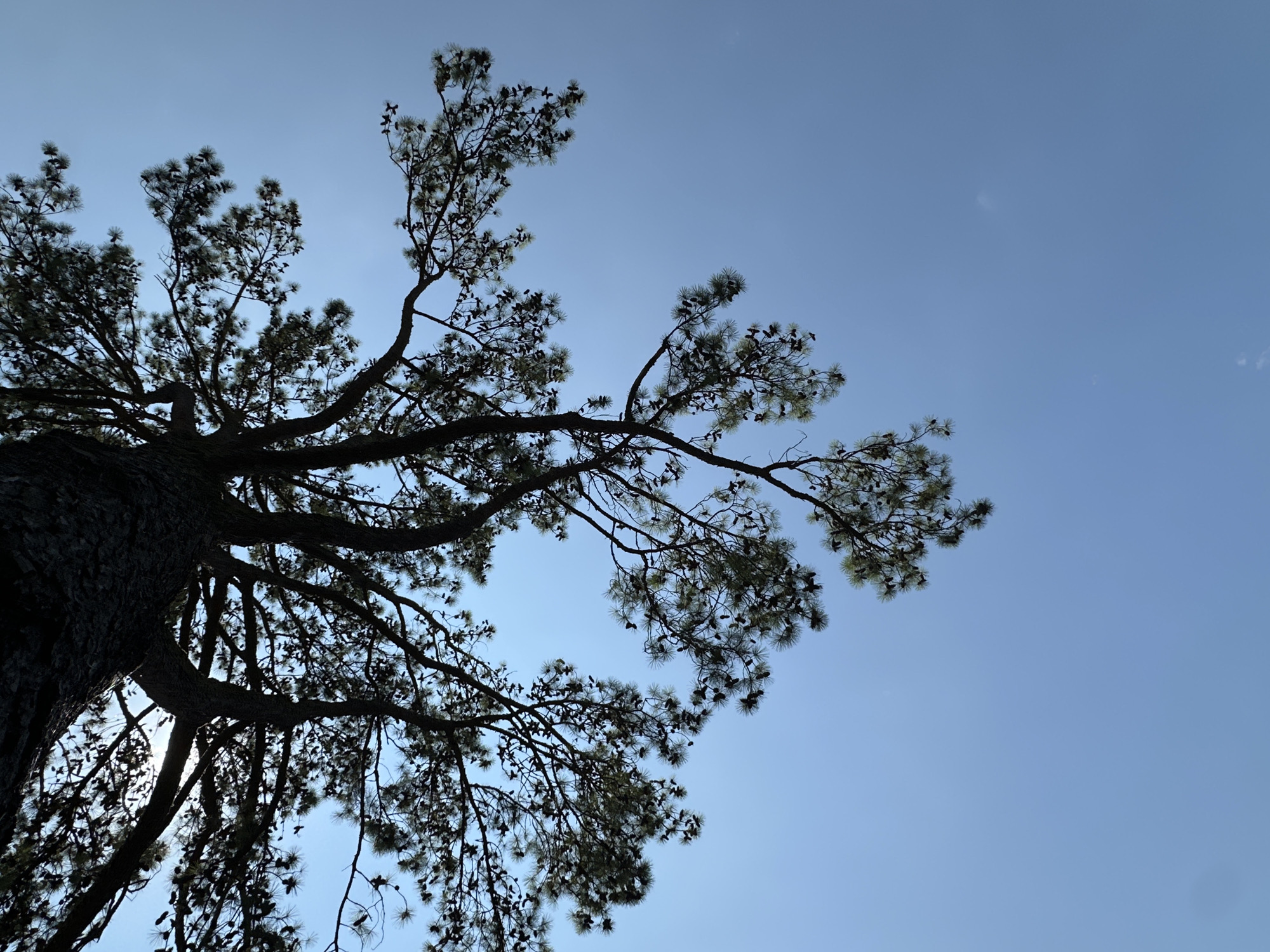A low-angle shot captures the silhouette of a large pine tree against a clear, pale blue sky. The tree's thick trunk and expansive branches, adorned with needles and pinecones, dominate the upper portion of the frame. Sunlight filters through the dense foliage, creating a dappled effect and highlighting the texture of the bark. The scene is devoid of any human presence or man-made structures, suggesting an outdoor natural setting. The image does not provide specific clues to pinpoint its exact location within the city of Sochi, Russia.