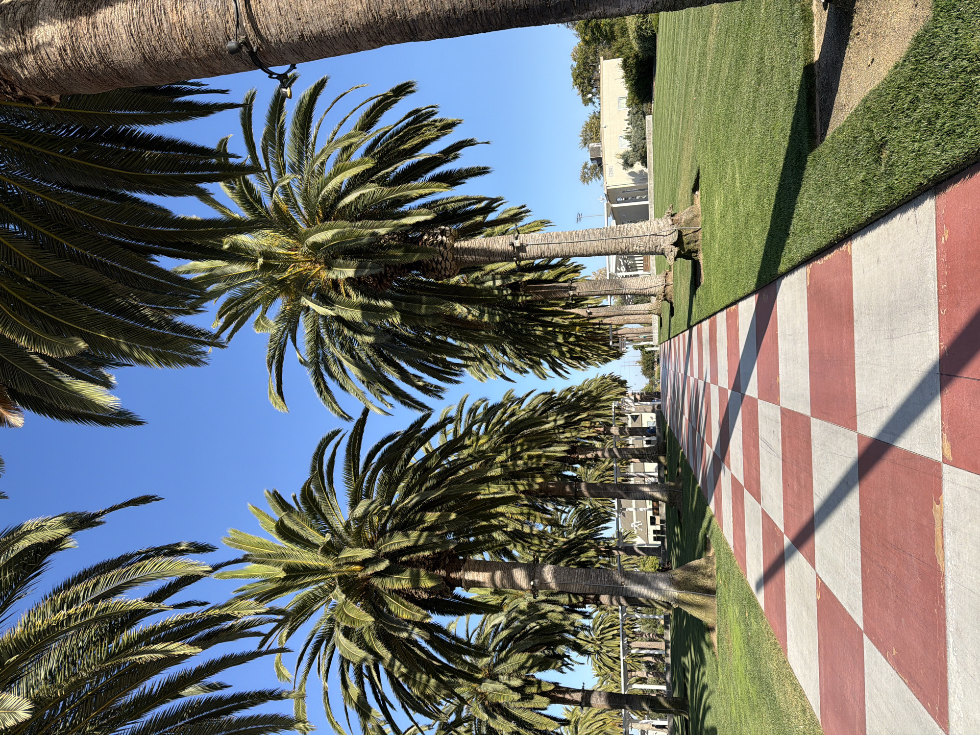 A sunny, daytime, outdoor, medium shot captures a red and white checkered pathway bordered by meticulously manicured green grass and a dense row of tall, mature palm trees. The pathway recedes into the distance, flanked by the trees, creating a symmetrical visual effect. In the background, several light-colored, low-rise buildings are visible, set against a clear blue sky. One of the buildings has a sign that reads "280". The scene appears to be located in Irvine, California, United States of America. There are no people present in the image.