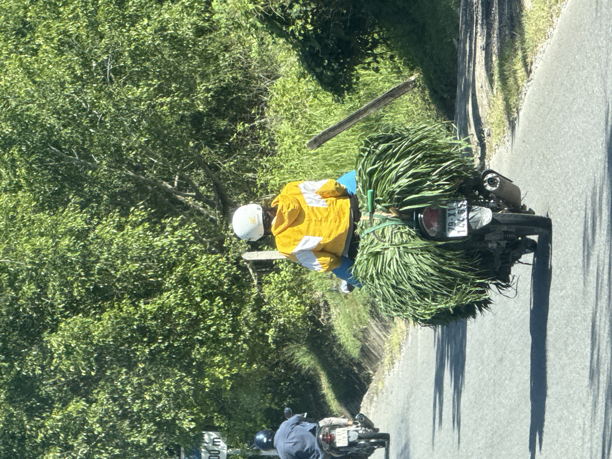 In Khánh Vĩnh, Vietnam, on a paved road lined with lush green trees and vegetation, two individuals are riding motorcycles. The foreground features a motorcycle with a substantial load of green foliage strapped to its rear. The rider is wearing a white helmet and a bright yellow jacket with white accents, and a blue garment is visible beneath the foliage. Behind this motorcycle, another motorcycle is seen with a rider wearing a dark blue shirt and a black helmet. Both motorcycles appear to be moving away from the viewer, casting shadows on the asphalt. A weathered wooden post stands to the right of the road. The scene is bathed in bright sunlight, indicative of daytime.