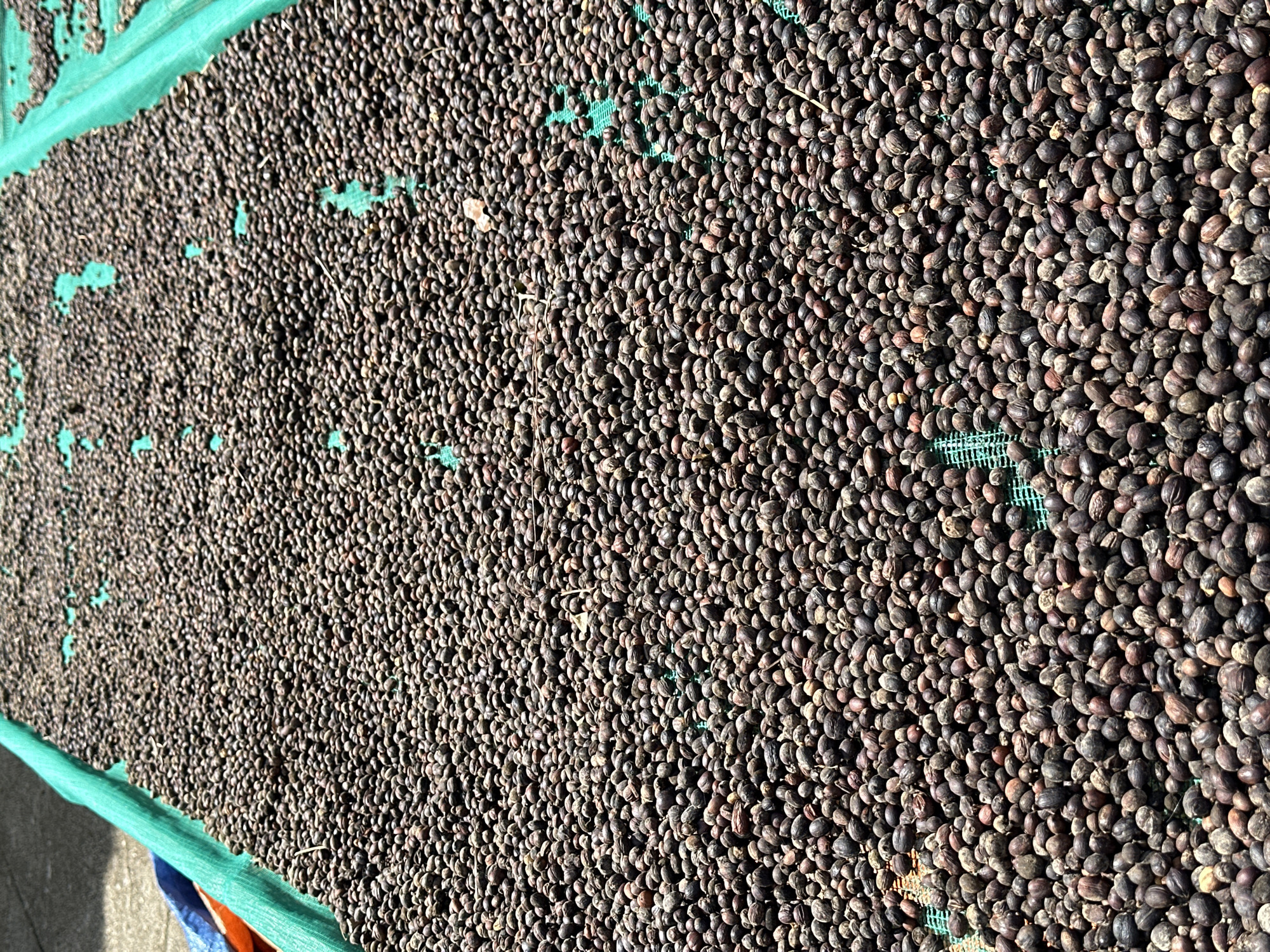 The media file captures a close-up, overhead view of a large quantity of dried coffee beans spread out on a green drying mat. The mat appears to be a synthetic mesh, with visible rectangular holes. The coffee beans are predominantly dark brown and purplish, with some variation in color and size, suggesting they are naturally dried. Sunlight casts shadows on the beans, indicating it is daytime.
The scene is set outdoors, likely in a rural area, given the mention of "Thôn 3, Vietnam" as the location context. The beans are spread thinly across the mat, allowing for even drying. The sheer volume of beans suggests a commercial or significant agricultural operation. There are no people visible in the frame. The setting is simple, focused on the process of drying the coffee beans. The weather appears sunny and dry, ideal conditions for this agricultural practice. There is no visible text in the image.