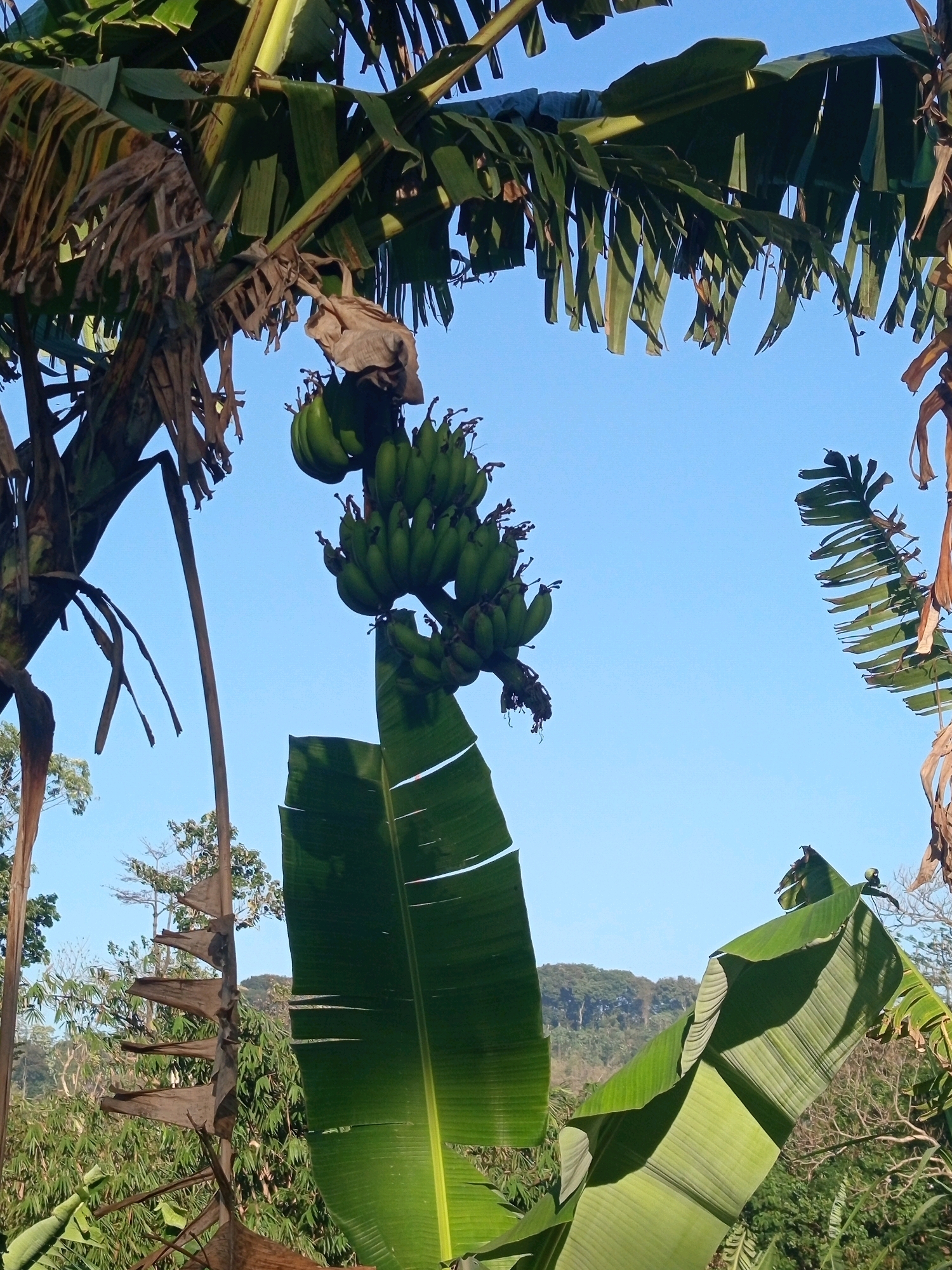 A bunch of green bananas hangs from a banana tree under a clear blue sky. The bananas are clustered together, with some leaves from the tree partially obscuring them. In the foreground, large green banana leaves are prominent, some of them folded or creased. The background shows a lush green landscape with trees and a distant hill. The scene is set in Mulyorejo, Indonesia.