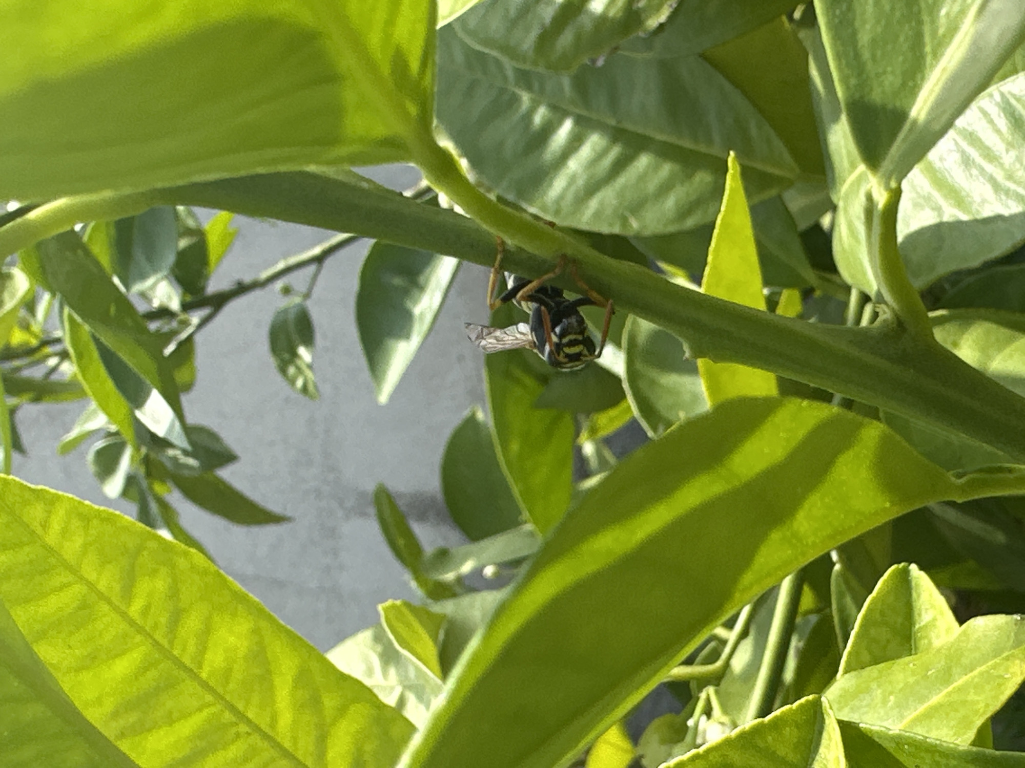 A wasp hangs upside down from a green plant stem. The wasp has a black and yellow striped abdomen and translucent wings. The surrounding foliage is bright green and lush. A grey surface is visible in the background. The location and city of Choba, Bulgaria are not discernible from the image.
