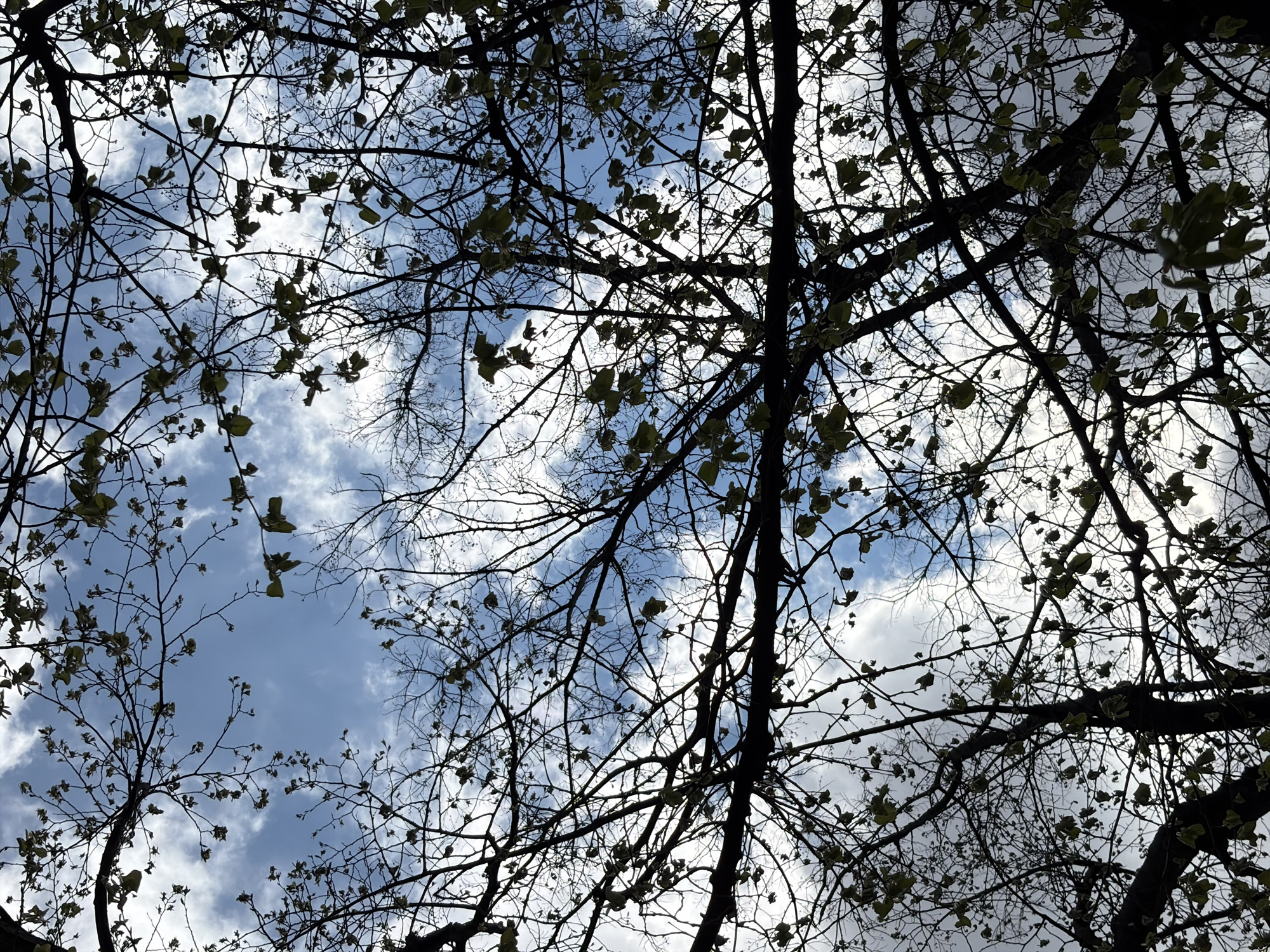 The image is a low-angle shot looking up through the branches of trees toward a sky with scattered clouds. Some of the branches are bare, while others have small green leaves. The overall impression is one of early spring. I don't have information to connect this image to the city of Stara Zagora, Bulgaria.