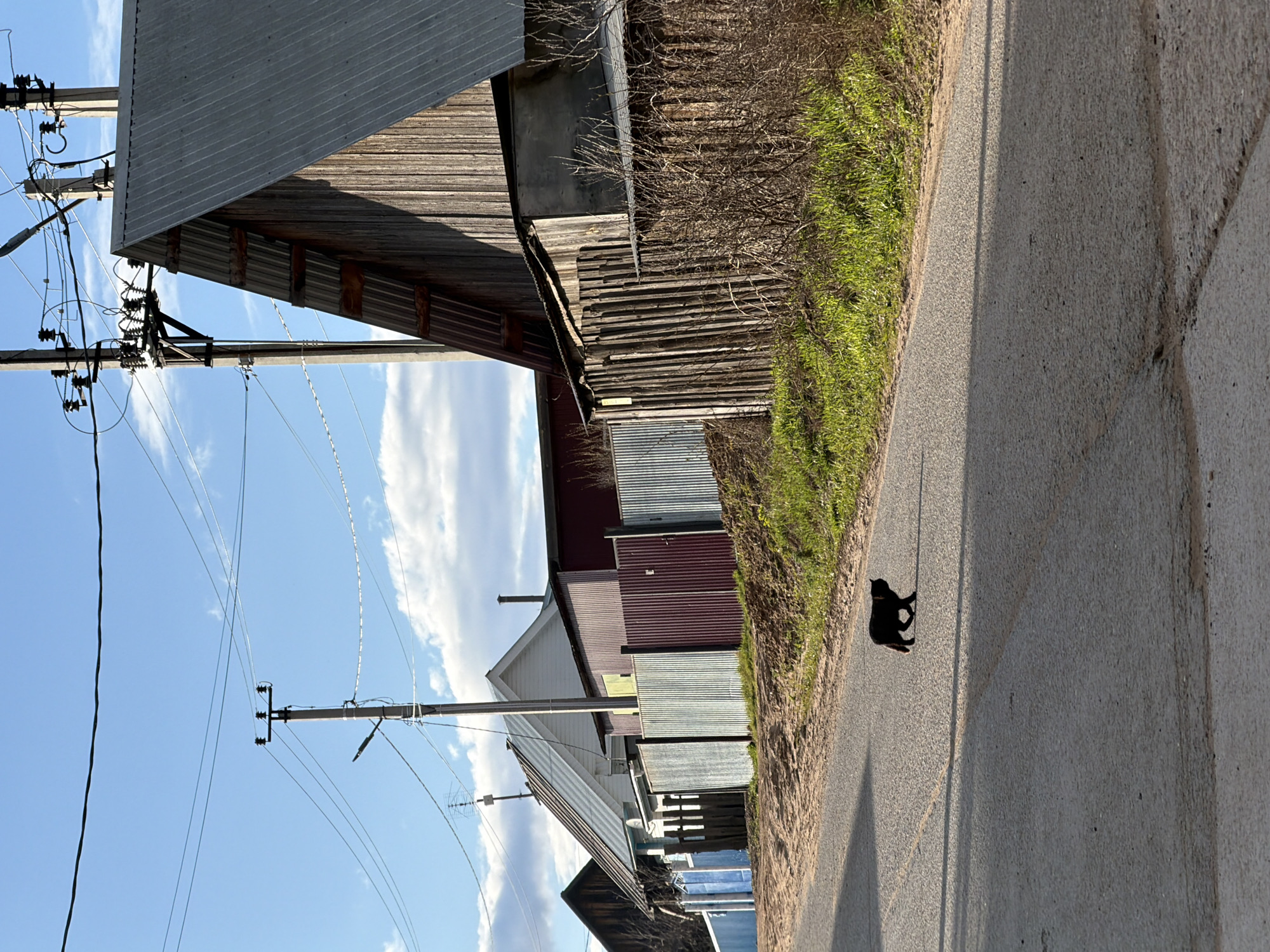 This image depicts a rural or semi-rural setting, likely in Noviy, Russia, under a bright, sunny daytime sky with scattered white clouds. The primary subject is a small, sleek black cat walking on a paved asphalt road that stretches from the foreground into the mid-ground. The cat casts a clear, elongated shadow, indicating a distinct sun angle.
To the left of the road, a narrow strip of vibrant green grass transitions into an area of dry, tangled bushes and thorny shrubs. Further left, a row of diverse outbuildings or barns lines the scene. These structures display a variety of materials, including weathered wooden siding and corrugated metal panels in shades of gray and reddish-brown, all topped with metal roofs.
Prominently featured on the far left are multiple wooden utility poles, heavily strung with numerous electrical wires and insulators, hinting at a developed, albeit rustic, infrastructure. These poles also cast long shadows across the ground and some of the buildings. The scene conveys a sense of quietude and everyday life in a rural area, with no human activity visible. No discernible text is present in the image.