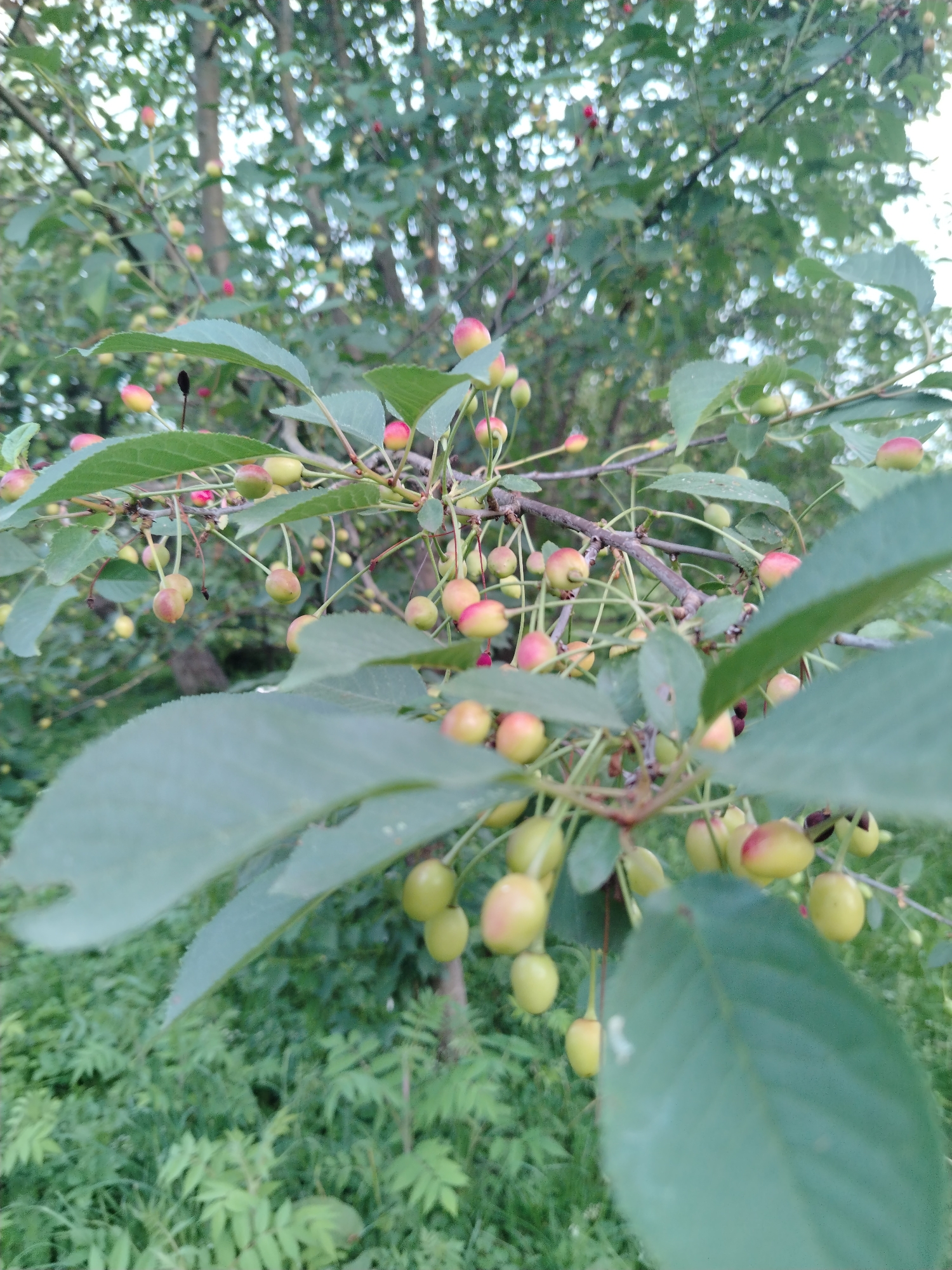 A close-up shot captures a cherry tree branch laden with unripe cherries, suspended against a backdrop of lush green foliage. The cherries, in various stages of development, exhibit a gradient of colors, transitioning from a pale yellow-green to a blush of pink and red at their tips. They are clustered along thin stems, some hanging individually, others in small groups. The foreground is dominated by a large, broad green leaf, its textured surface slightly blurred, obscuring some of the cherries beneath. The overall impression is one of abundance and nascent growth, hinting at the coming harvest. The lighting suggests it is daytime, with soft, diffused light filtering through the leaves. The setting appears to be an outdoor environment, likely a garden or orchard, given the presence of the fruit-bearing tree and the dense undergrowth. No people, text, or specific time of day or weather cues are evident beyond the natural daylight.