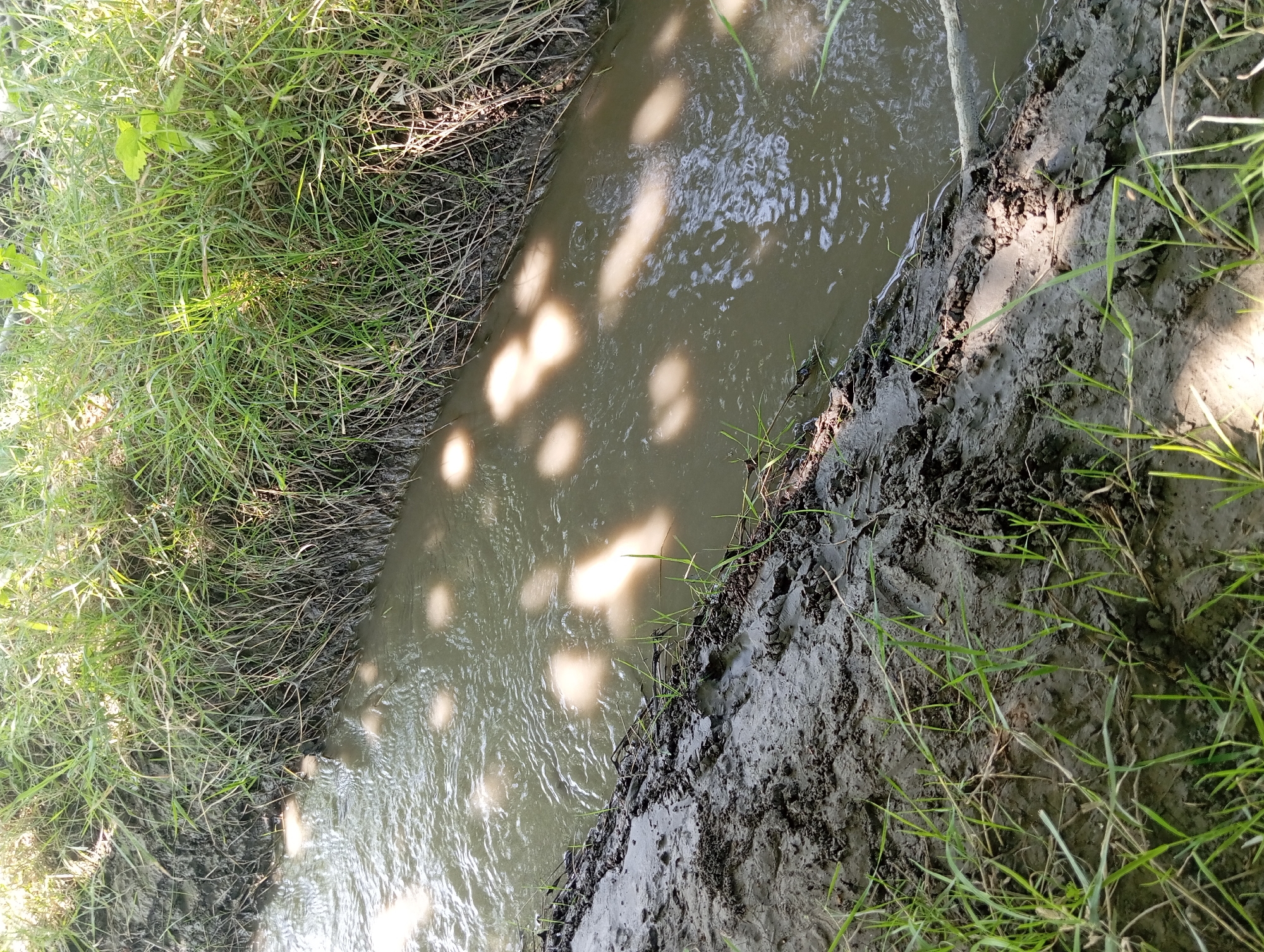 The image depicts a narrow, muddy irrigation ditch on the outskirts of Şirvanlı, Azerbaijan. The ditch is filled with murky water, reflecting dappled sunlight from overhead foliage. The banks are overgrown with dense green grass and reeds, with exposed mud in some areas. The scene is natural and rural, showing a waterway likely used for agriculture. There are no people or man-made structures visible in the frame.