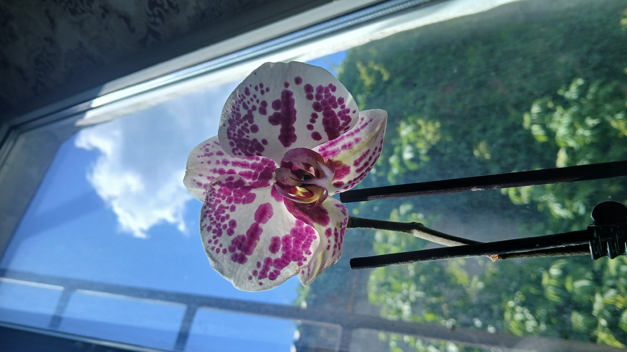 A low-angle shot shows a spotted orchid in front of a window. The orchid has white petals with purple spots. It's supported by two black stakes. The window reflects a blue sky with clouds. Through the window, a green leafy background is visible, indicating trees or foliage. The scene is likely indoors, near a window with a view to the outside. There is no information to conclude the exact location within Dnipro, Ukraine.