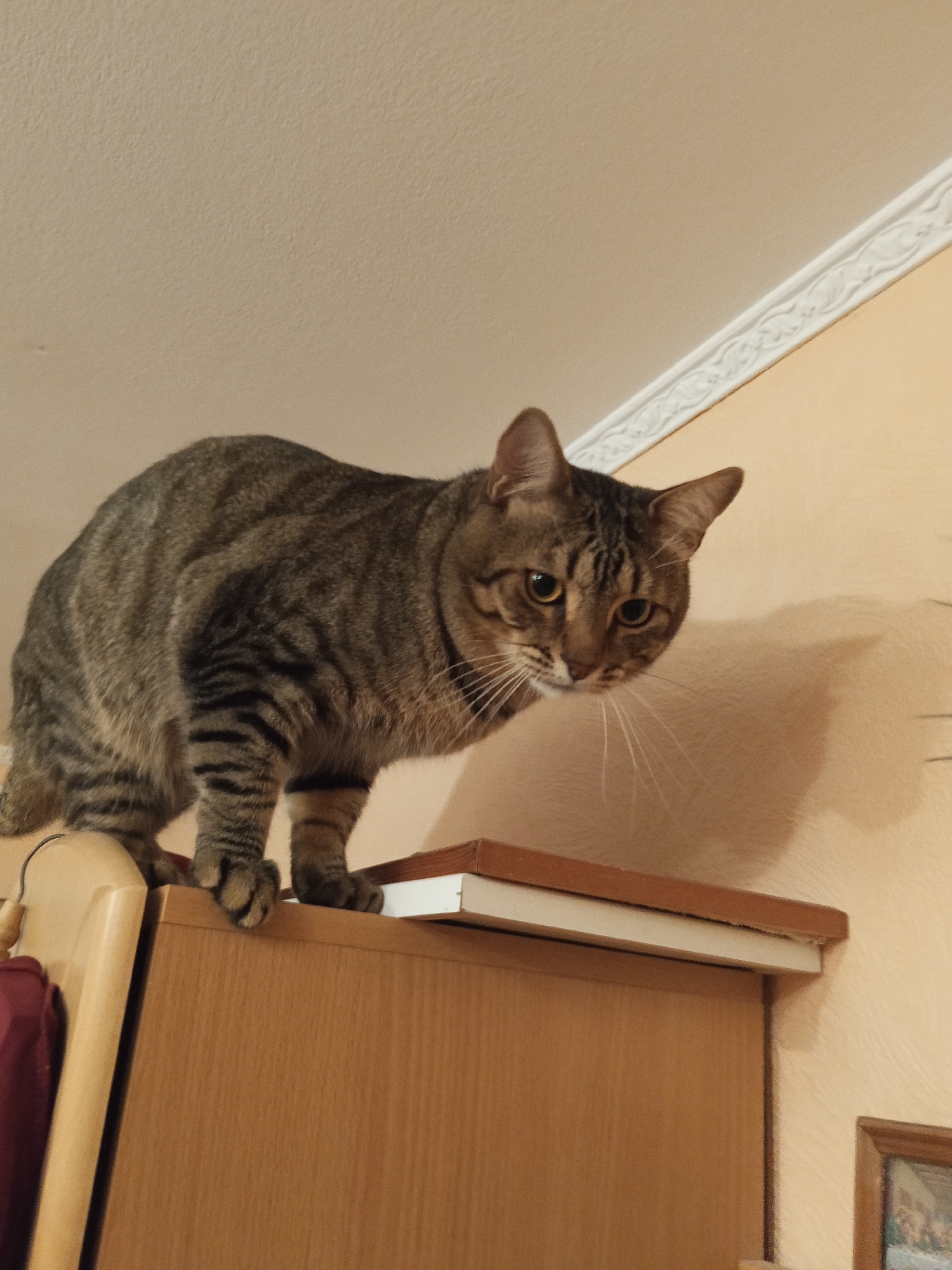 A brown tabby cat perches on top of a wooden cabinet, its body angled forward as it looks down. The cabinet has a light brown door and a book rests on top of it near the cat. The background consists of a light beige wall with a decorative white molding at the top where it meets the ceiling. A small framed picture is partially visible on the wall to the lower right. The picture does not indicate this image was taken in Votkinsk, Russia. There is no information visible within the picture that confirms this location.