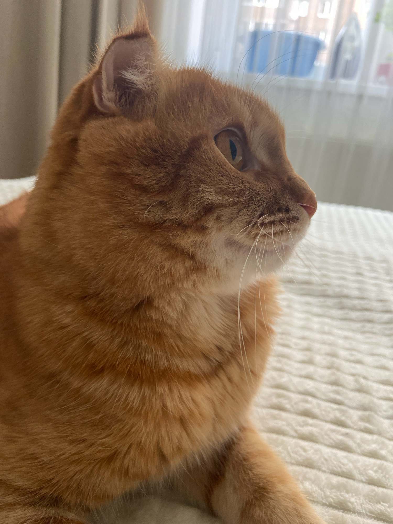 A ginger cat is lying on a white textured blanket. The cat is facing right and its head is tilted slightly upwards. The cat's fur is short and appears to be well-groomed. The background is blurred, but it appears to be an indoor setting with curtains and a window. The location is not identifiable from the image.