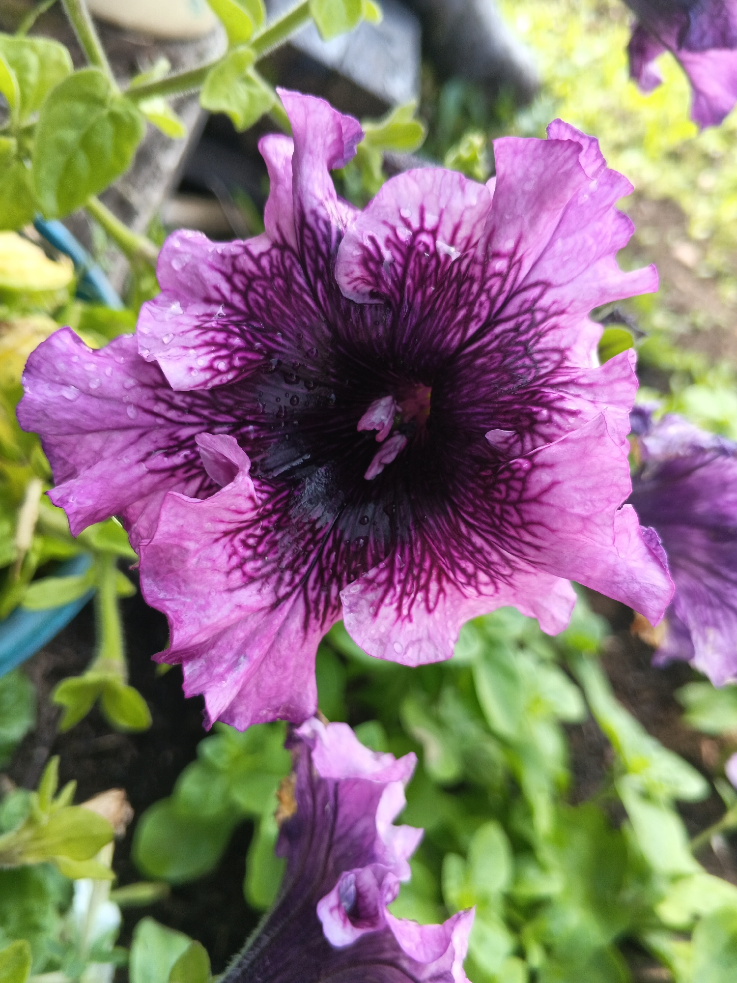 A close-up, high-angle shot focuses on a single, large, multi-petaled purple and pink petunia flower in bloom. The flower's petals are ruffled and edged with a lighter pink, transitioning to a deep, almost black purple at the center. Darker purple veins radiate from the center of the flower, creating a striking pattern. Tiny water droplets are visible on the petals, suggesting recent rain or dew. The background is a blur of green foliage and what appears to be dark soil, indicating an outdoor garden setting. The location is identified as Medvedyovka, Russia. There are no people or animals present in the image. The image captures the intricate details and vibrant colors of the single flower.