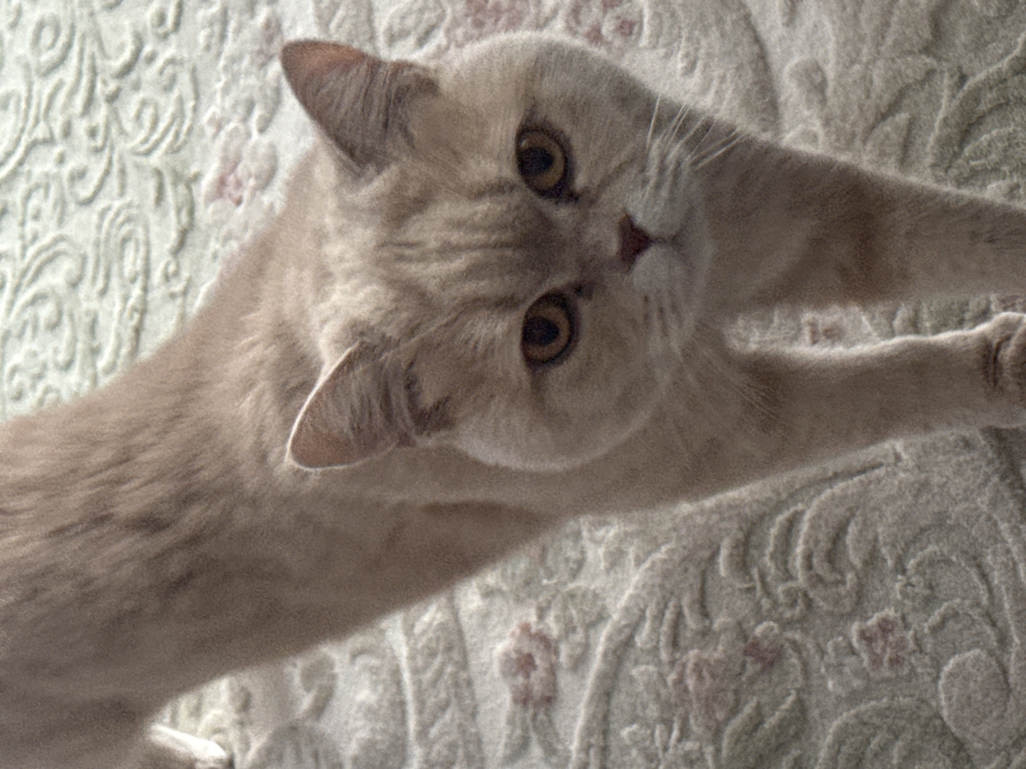 A light tan cat with brown eyes and stripe markings is stretching, with its head and shoulders toward the top center of the frame and its front paw toward the bottom right. The cat is lying on a bedspread with a white, floral embossed pattern with small pink accents. The location and city are unknown.
