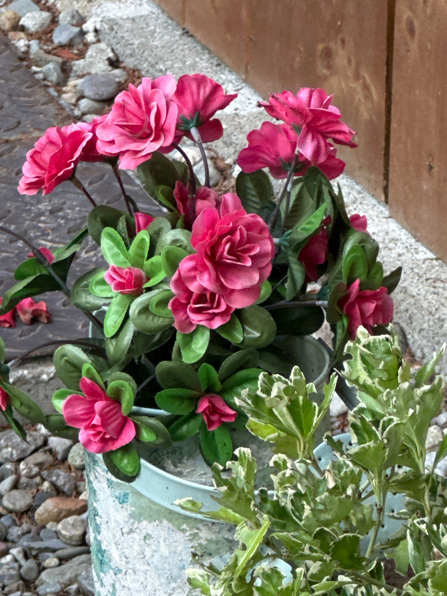 A close-up, eye-level shot captures a cluster of artificial pink flowers with green leaves in a weathered, pale blue pot. The flowers are arranged densely, with several fully bloomed blossoms and some in bud form. The pot is textured with a distressed, almost crackled finish, showing hints of teal and white. Behind the flowers, to the left, is a surface covered in small, grey, rough-textured stones and some larger, flat grey stones. To the right, a wooden surface with vertical grain and some circular markings is visible. In the foreground and to the right, another plant with variegated green and white leaves is partially visible. The overall scene suggests an outdoor setting, possibly a garden or patio, with elements of both natural and man-made materials. The location is Borno, Italy.