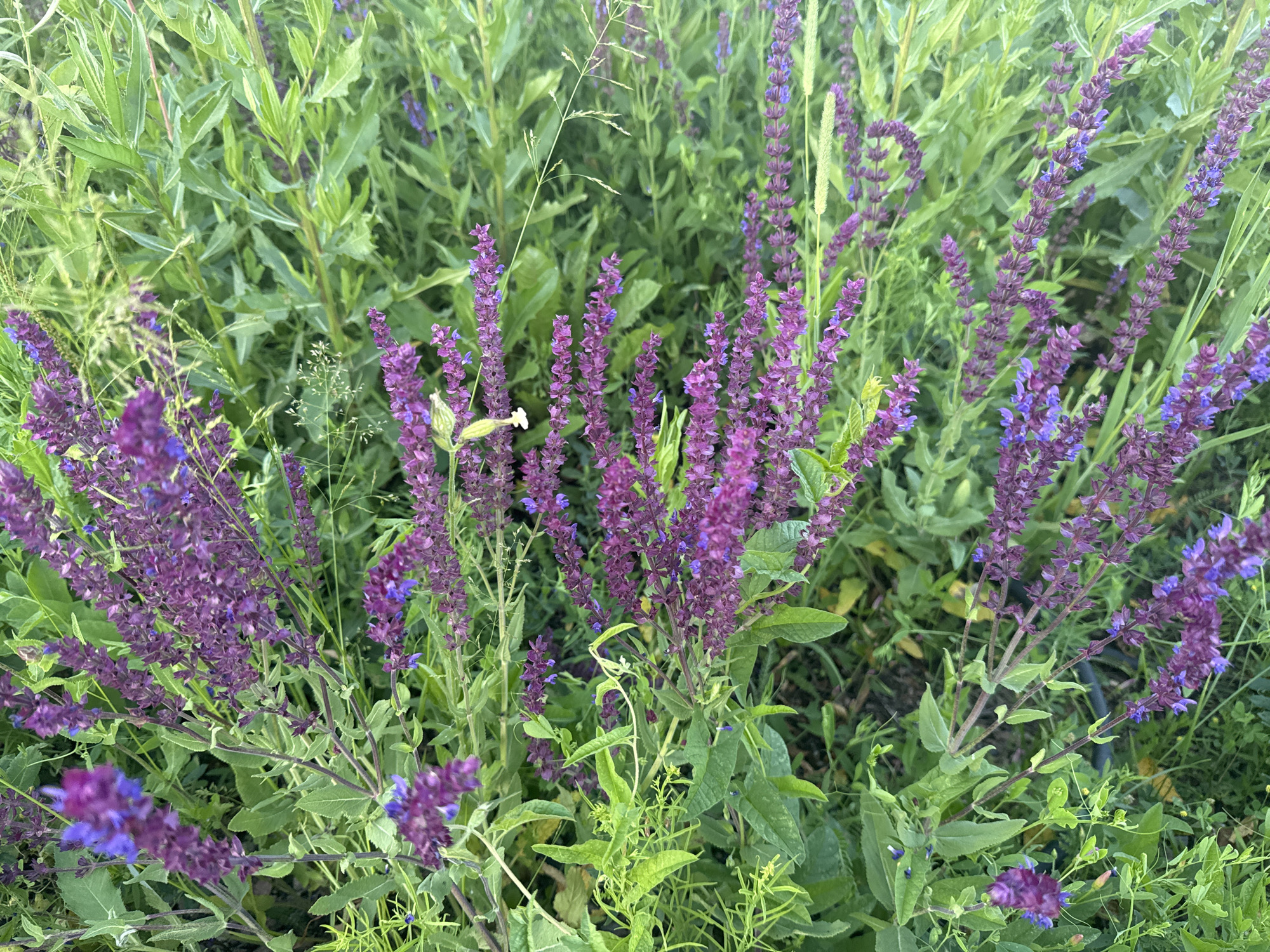 This media file displays a close-up, eye-level shot of a patch of purple sage flowers and greenery. The flowers are predominantly a deep purple, with some clusters showing lighter purple or blue hues. They grow in tall, spire-like arrangements. The surrounding greenery is lush and varied, with long, pointed leaves in various shades of green, interspersed with thinner, grass-like blades. The scene is well-lit, suggesting it was captured during daylight hours, likely under natural light. There is no indication of the time of day or specific weather conditions, beyond the general brightness. The image focuses solely on the natural elements, with no people, man-made objects, or discernible text visible. The overall impression is one of a natural, possibly wild or cultivated garden setting, characterized by the vibrant colors and textures of the plants. The location context provided is Magnitogorsk, Russia.