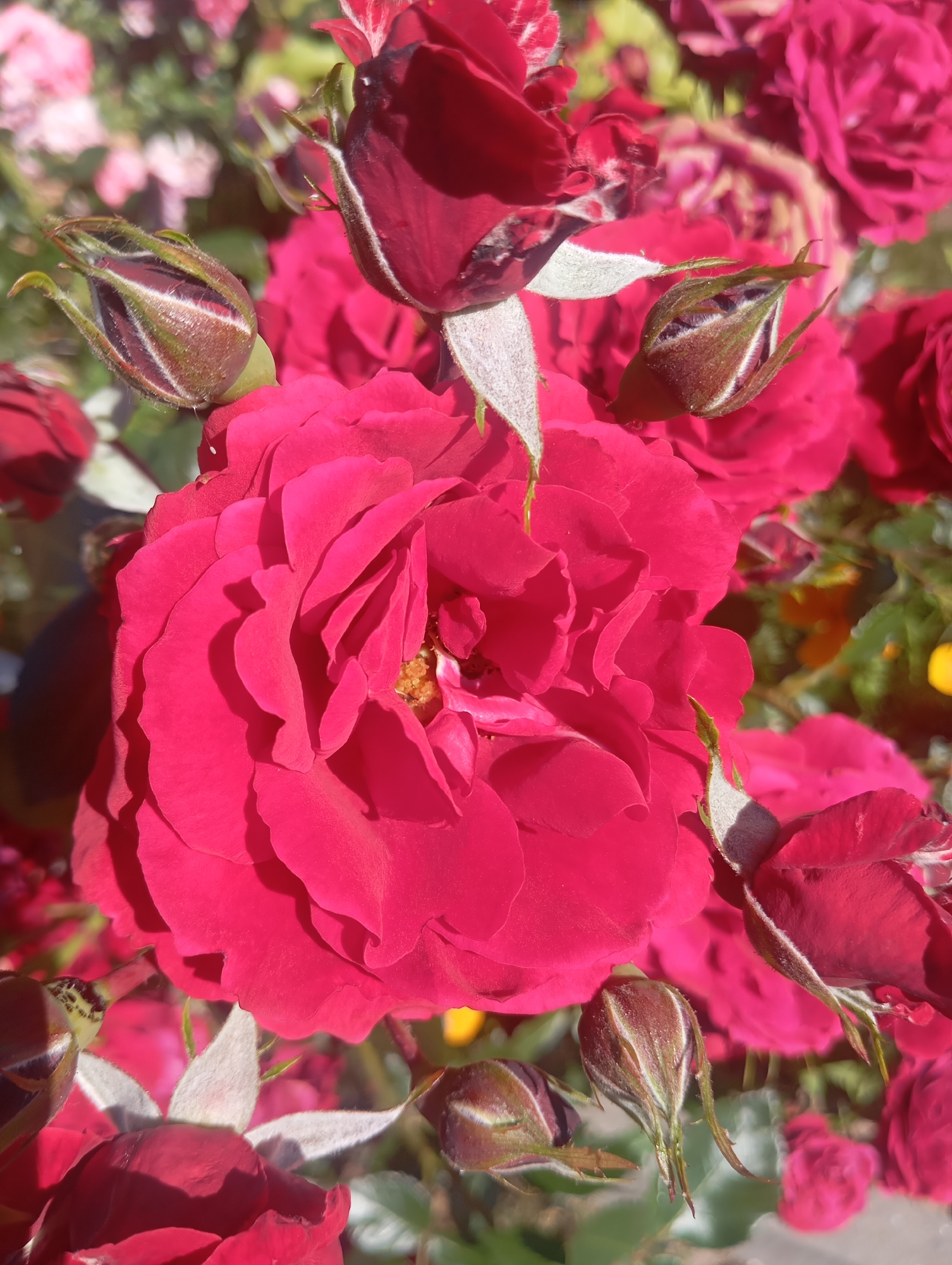 A close-up, high-angle shot captures a cluster of red roses in bloom and bud. The central focus is a fully opened rose with deep red petals, some showing shadows from the sunlight. Several rose buds, still tightly closed with greenish-brown sepals, are visible throughout the frame, some tipped with light gray fuzz. The background is softly blurred, revealing more red roses and hints of green foliage, with a small patch of yellow in the upper right. The scene is consistent with a garden or floral arrangement in Sofiivska Borshchahivka, Ukraine, during a sunny day.