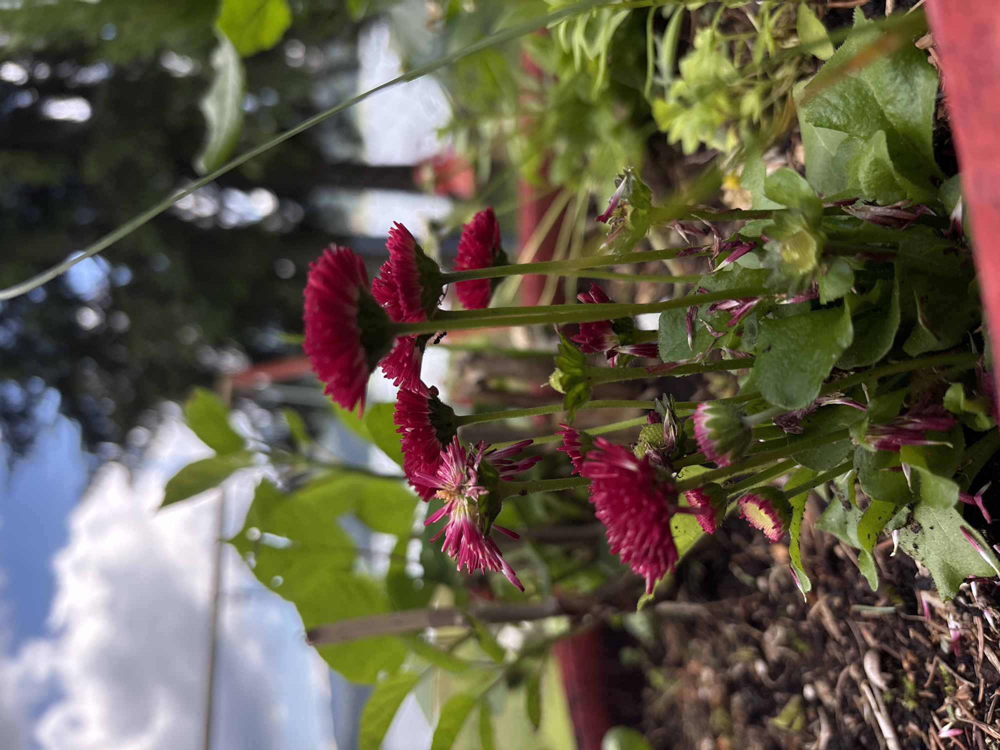 In an outdoor setting, a close-up view focuses on a cluster of small, vibrant pink daisies with ruffled petals. The flowers are in various stages of bloom, with some fully open and others still in bud. They are surrounded by lush green foliage and dark, earthy soil. In the background, out of focus, are trees, a body of water, and a cloudy sky. The scene appears to be in a garden or park.