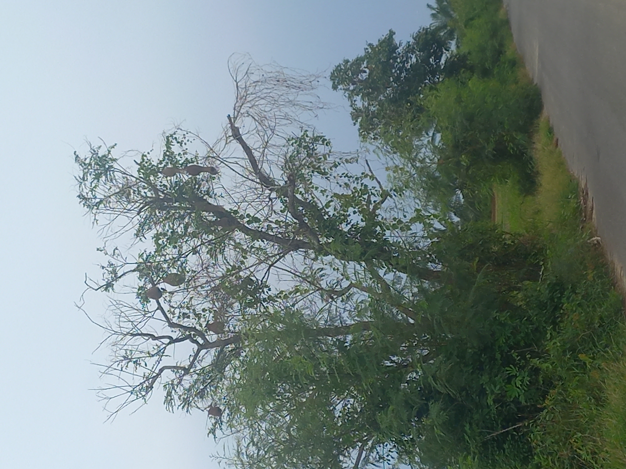 The image shows a street scene in Gampongblang, Indonesia. A road runs along the right side of the frame, bordered by dense green vegetation and trees. In the center of the image, a large tree with many branches stands, some bare and others covered in green leaves. Several bird nests, appearing as teardrop-shaped structures, are suspended from the branches of this tree. The sky is overcast and a pale grey. In the background, more trees and vegetation are visible.