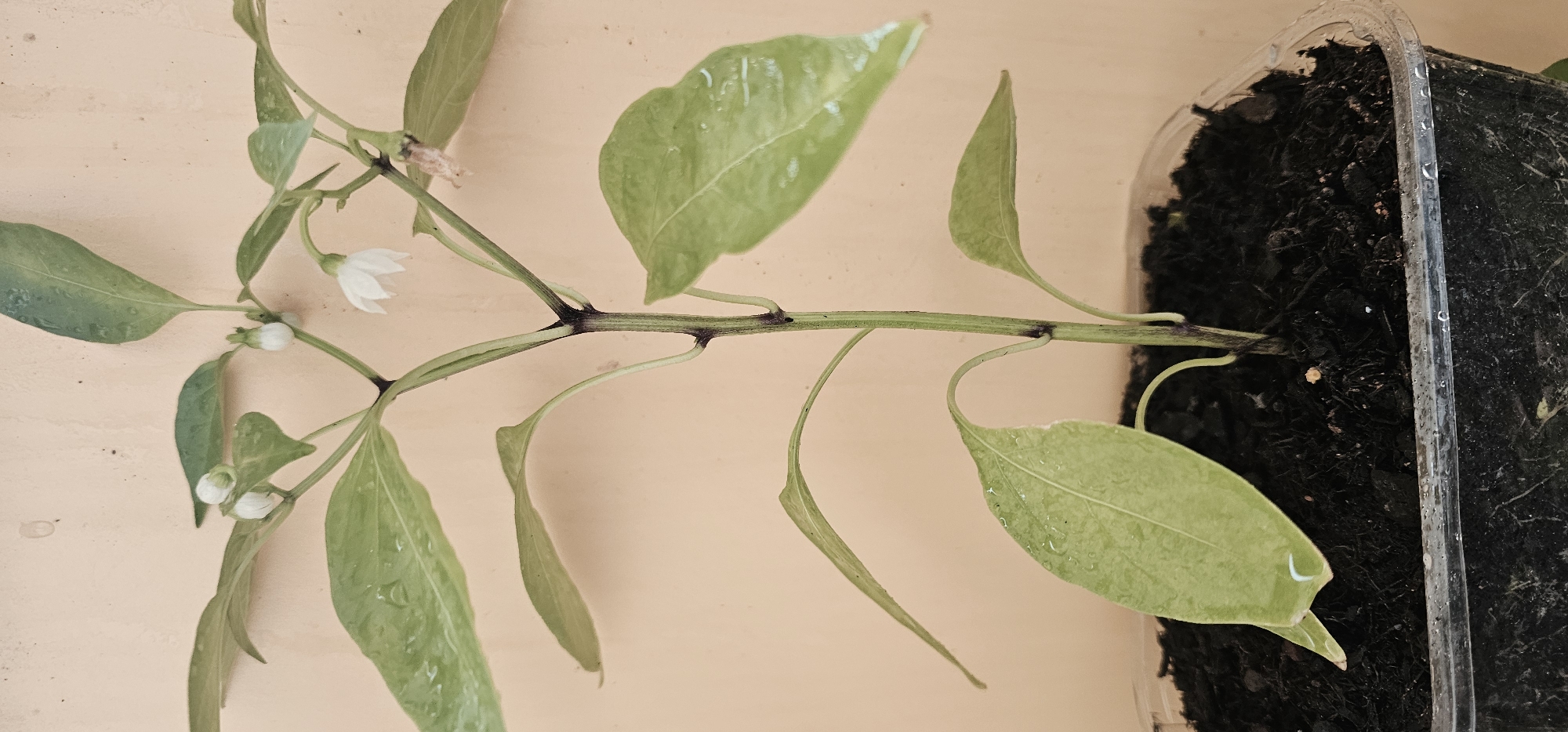 The image shows a close-up of a young pepper plant growing in a clear plastic container filled with dark soil. The plant has several green leaves, some of which appear to have water droplets on them. There are also a few small white flowers and buds visible on the plant. The stem of the plant is green with some purplish tinges. The background is a solid, light peach-colored wall. There is no indication of the city of Dresden, Germany.