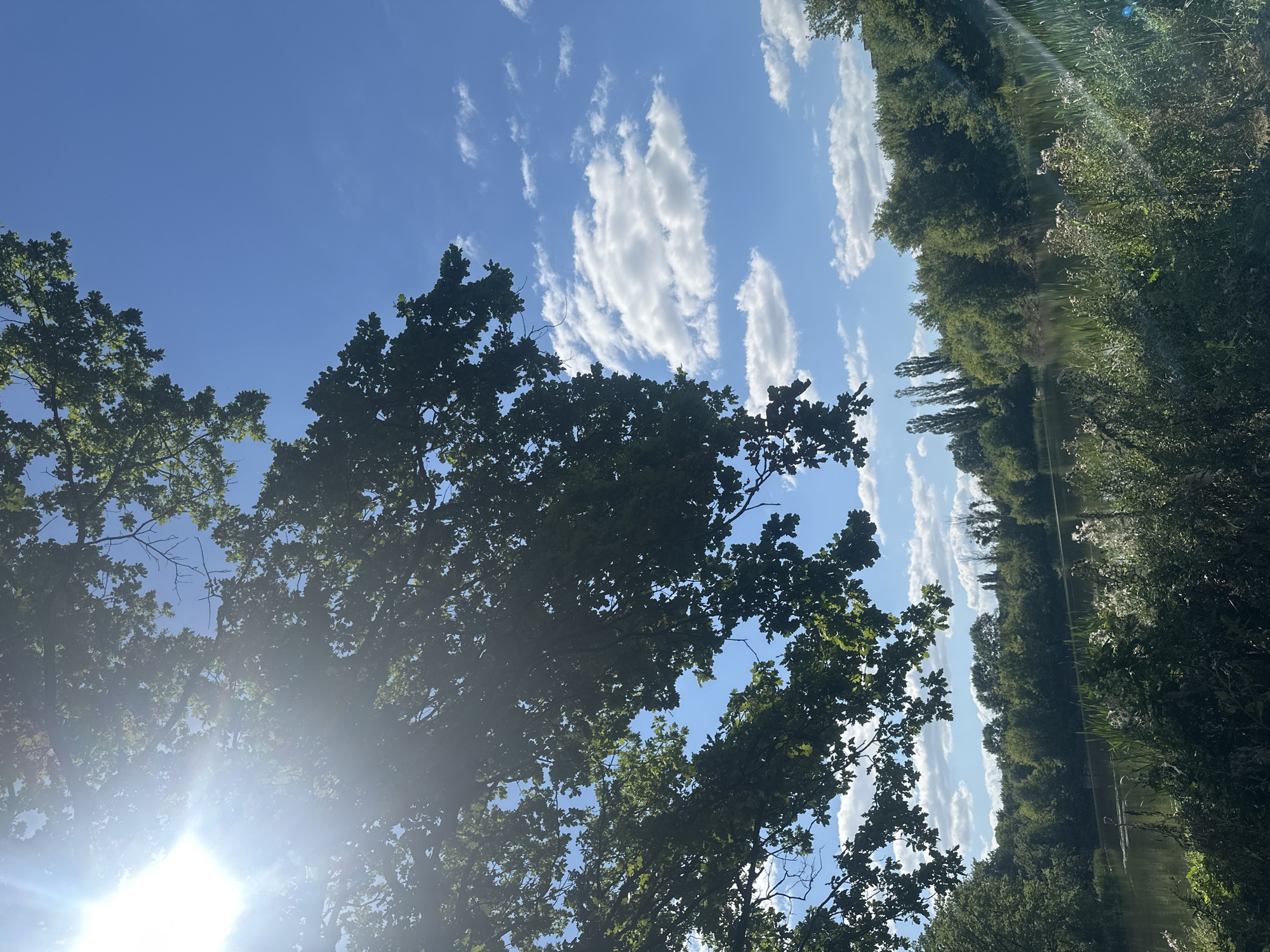 This image depicts a serene natural scene under a bright, sunny sky with scattered white clouds. The foreground is dominated by lush green foliage and tall grasses, with some dry, wispy plants visible. A body of water, likely a lake or river, is situated in the mid-ground, reflecting the sky and the surrounding dense, green trees that form a thick treeline along the opposite bank. The trees appear to be a mix of deciduous and coniferous species, with several tall, slender trees, possibly poplars, standing out against the broader canopy. The sun is shining intensely from the upper left, casting lens flare and rays through the branches of a large tree that extends from the top left corner of the frame. The overall impression is one of a peaceful, sun-drenched natural environment, potentially a park or a natural reserve, located in or near the village of Makiv, Ukraine. No people or specific actions are visible.