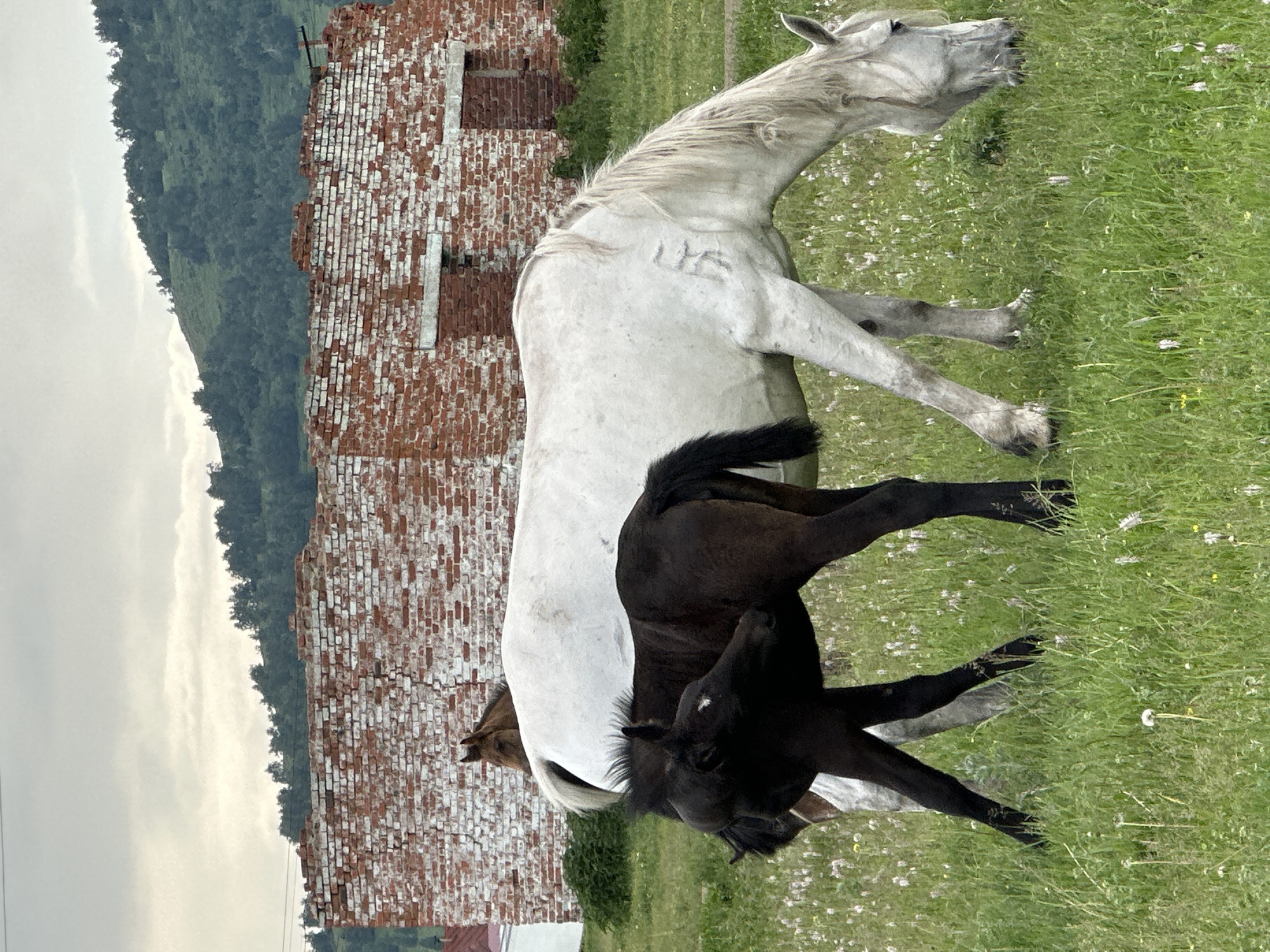 In a grassy field dotted with small white flowers, a white horse grazes with its head lowered. Beside it, a dark-colored foal is standing and appears to be nursing or interacting closely with the white horse. In the background, a weathered, red brick building with a crumbling facade and visible window openings stands prominently. Beyond the building, a lush green hillside covered in trees rises under a cloudy sky. The location is described as Unknown, Unknown.